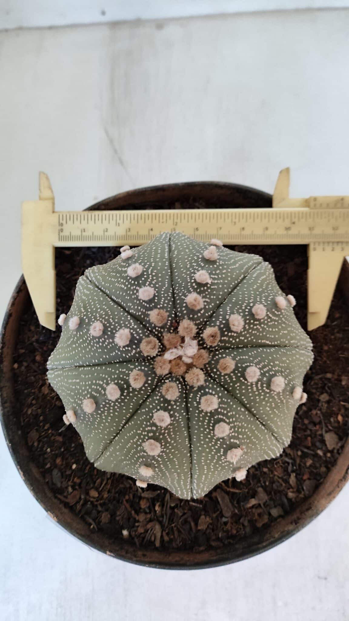 ASTROPHYTUM ASTERIAS STAR SHAPE Nº 374 – vaso 17