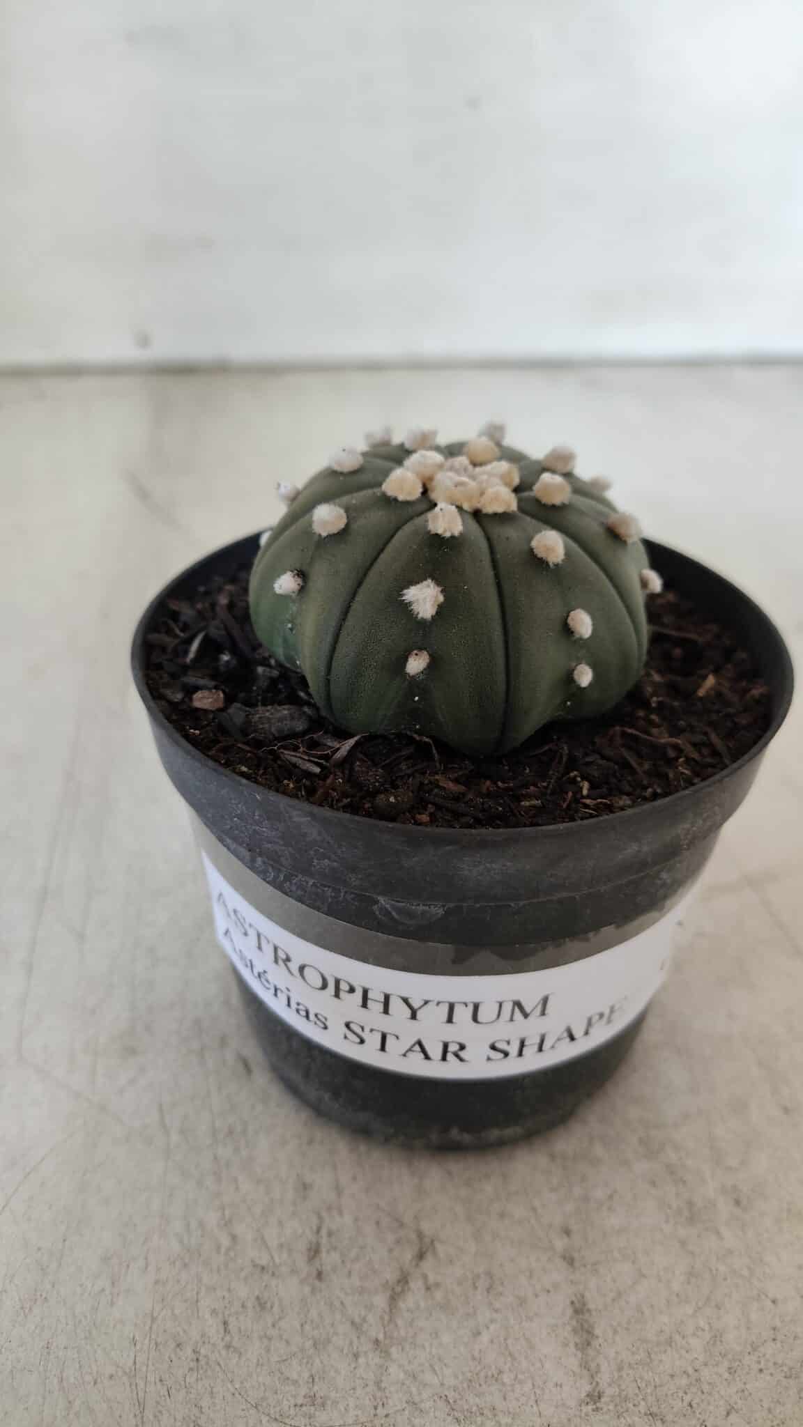 ASTROPHYTUM ASTERIAS STAR SHAPE Nº 390 "NUDUM"  – vaso 09