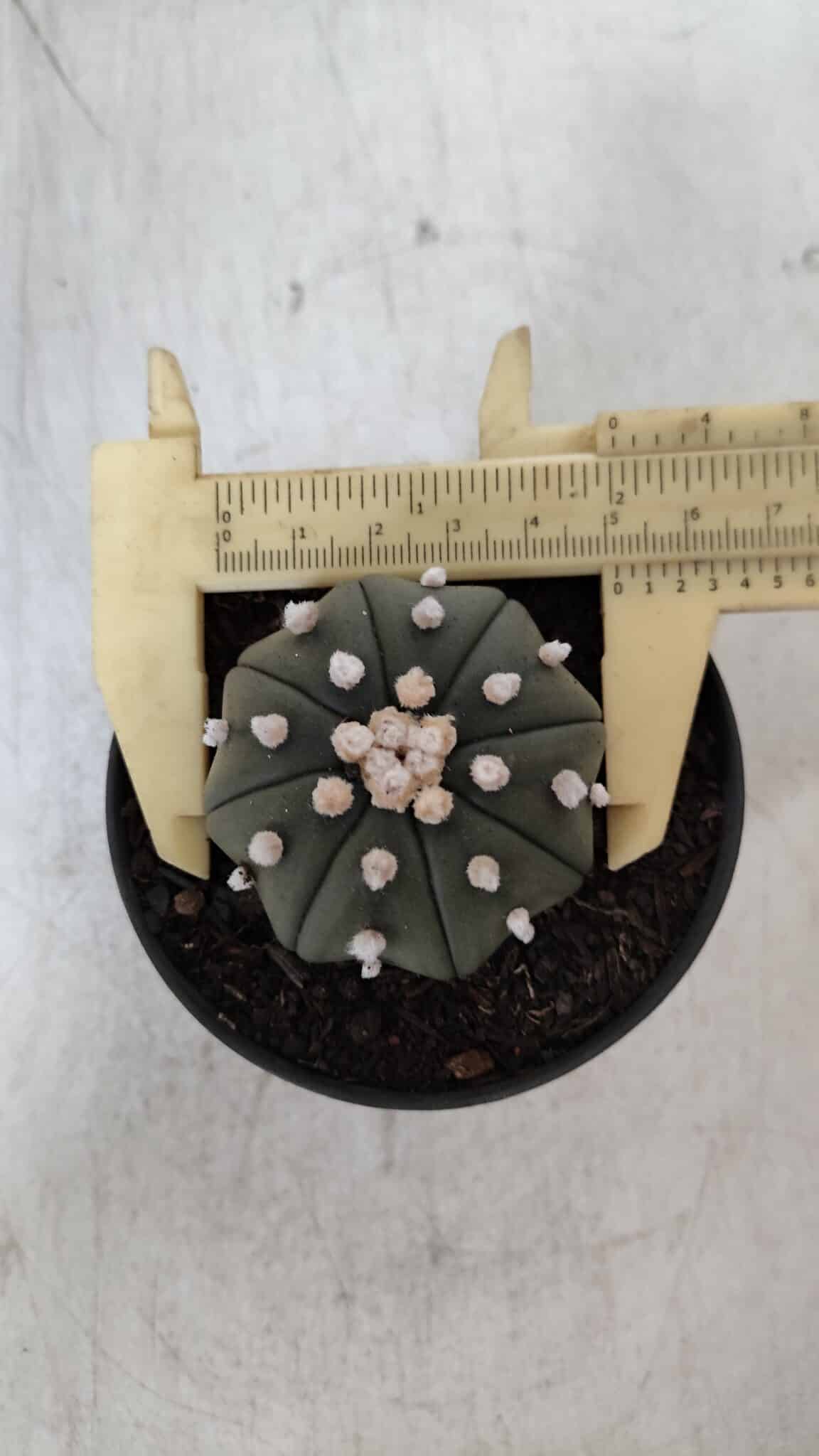 ASTROPHYTUM ASTERIAS STAR SHAPE Nº 390 "NUDUM"  – vaso 09