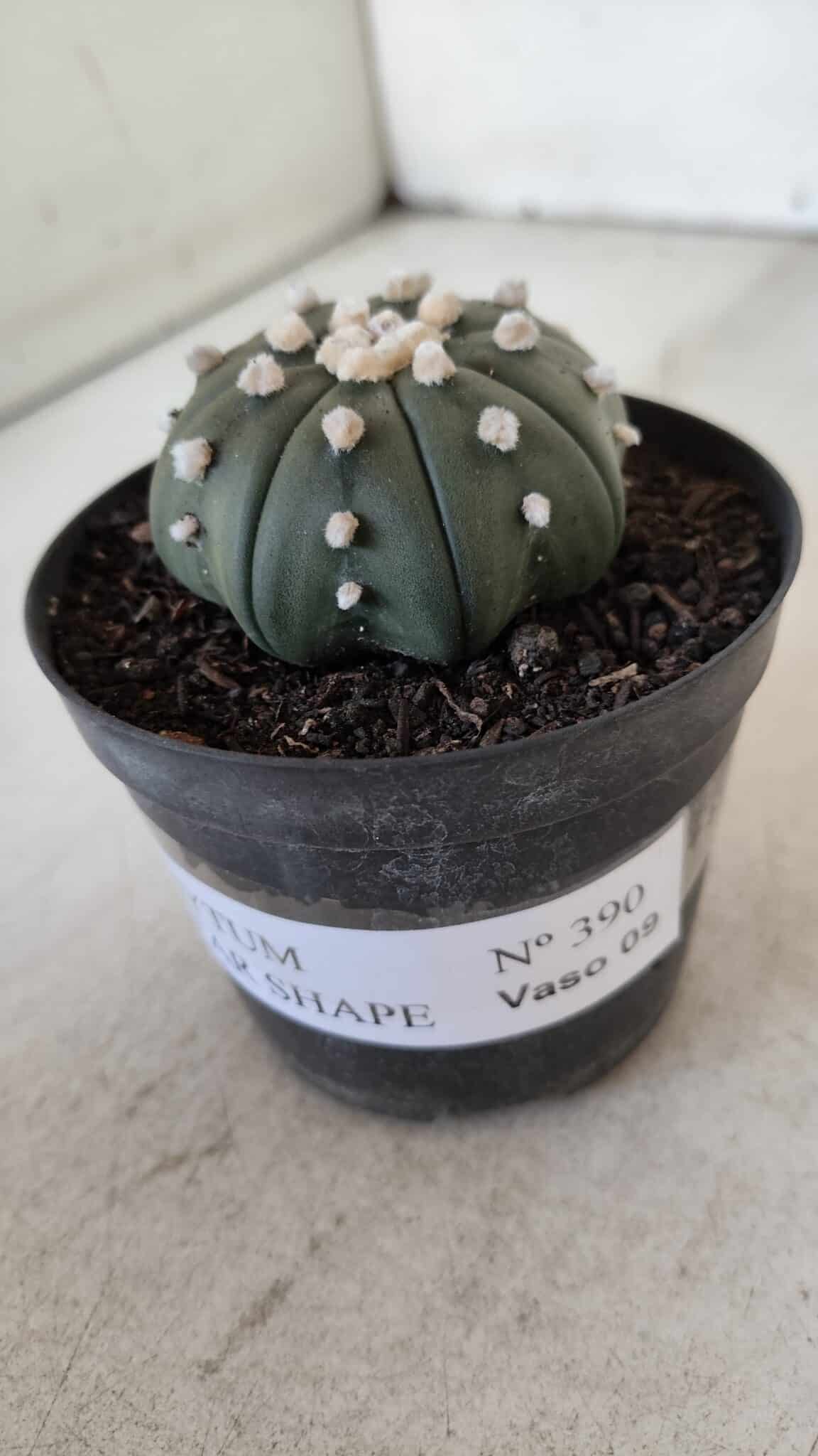 ASTROPHYTUM ASTERIAS STAR SHAPE Nº 390 "NUDUM"  – vaso 09