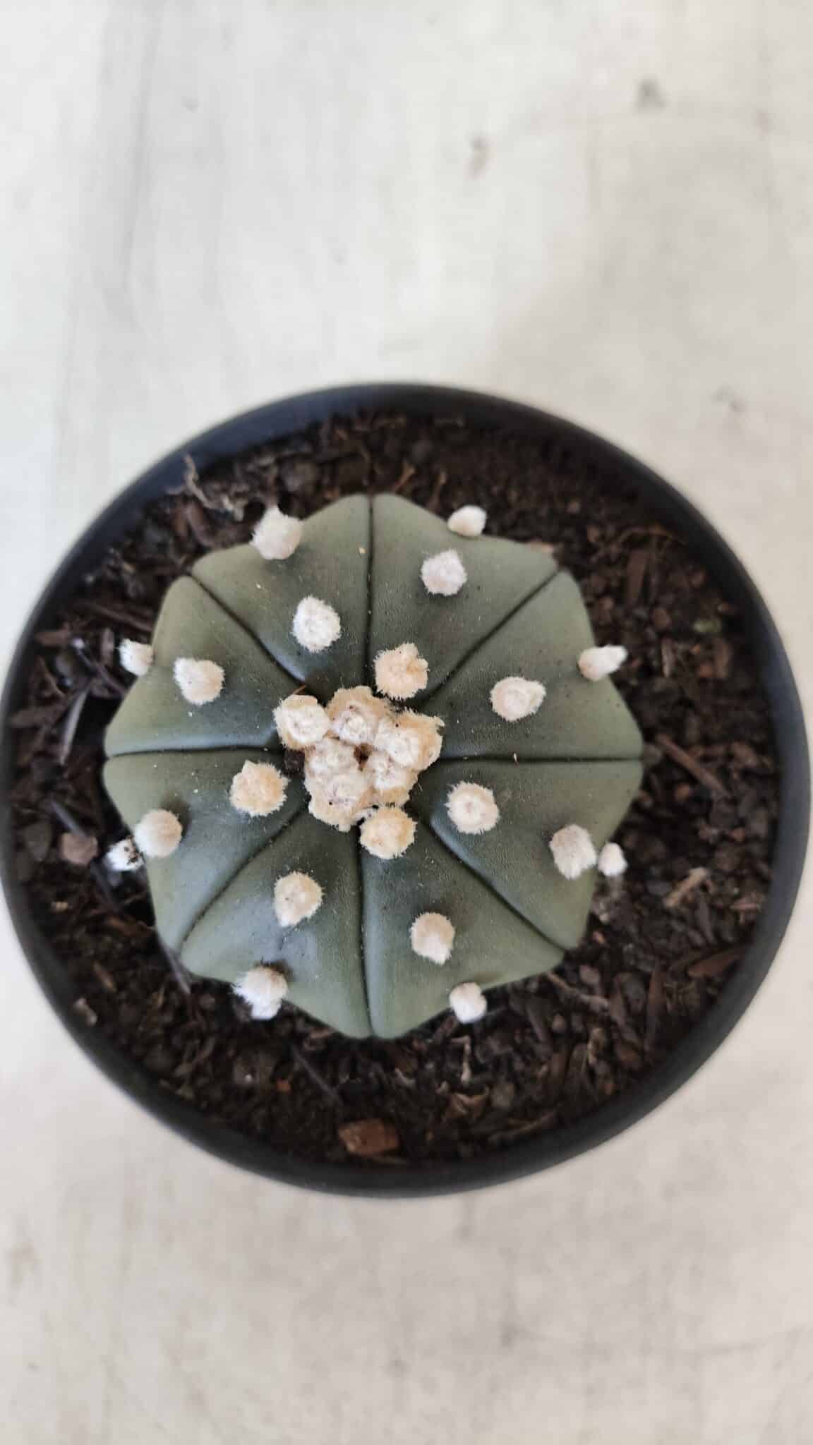 ASTROPHYTUM ASTERIAS STAR SHAPE Nº 390 "NUDUM"  – vaso 09