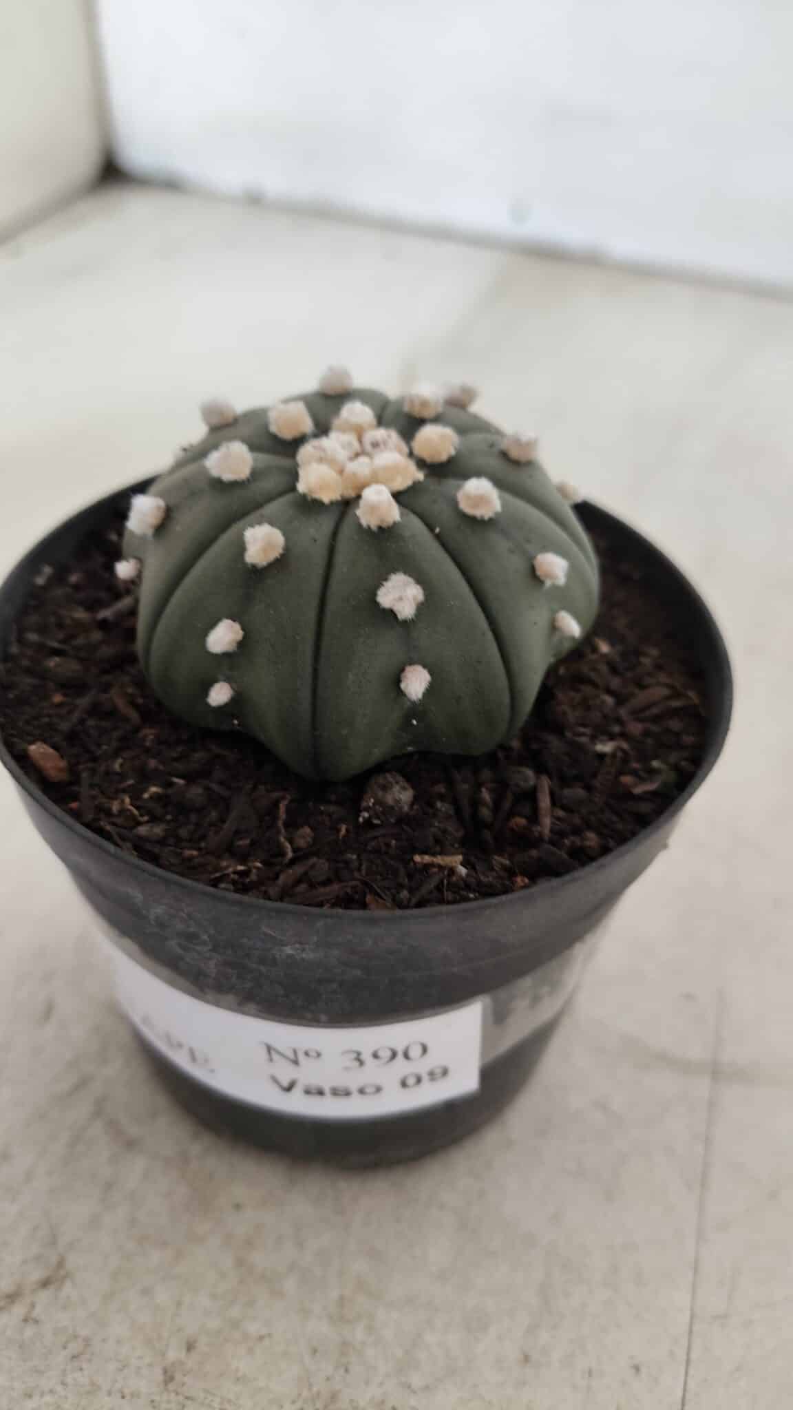 ASTROPHYTUM ASTERIAS STAR SHAPE Nº 390 "NUDUM"  – vaso 09