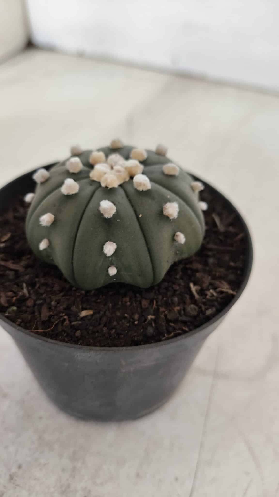 ASTROPHYTUM ASTERIAS STAR SHAPE Nº 390 "NUDUM"  – vaso 09