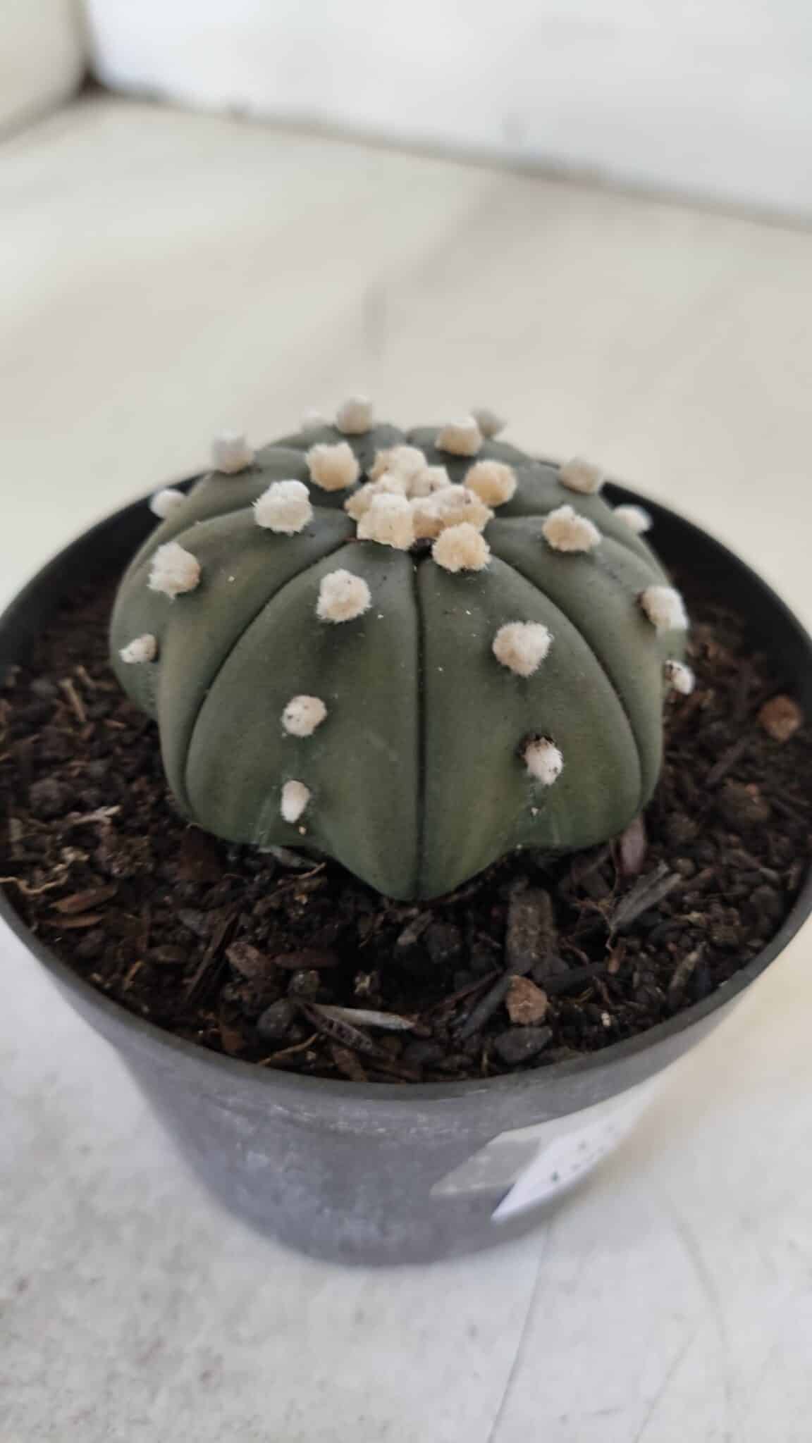 ASTROPHYTUM ASTERIAS STAR SHAPE Nº 390 "NUDUM"  – vaso 09