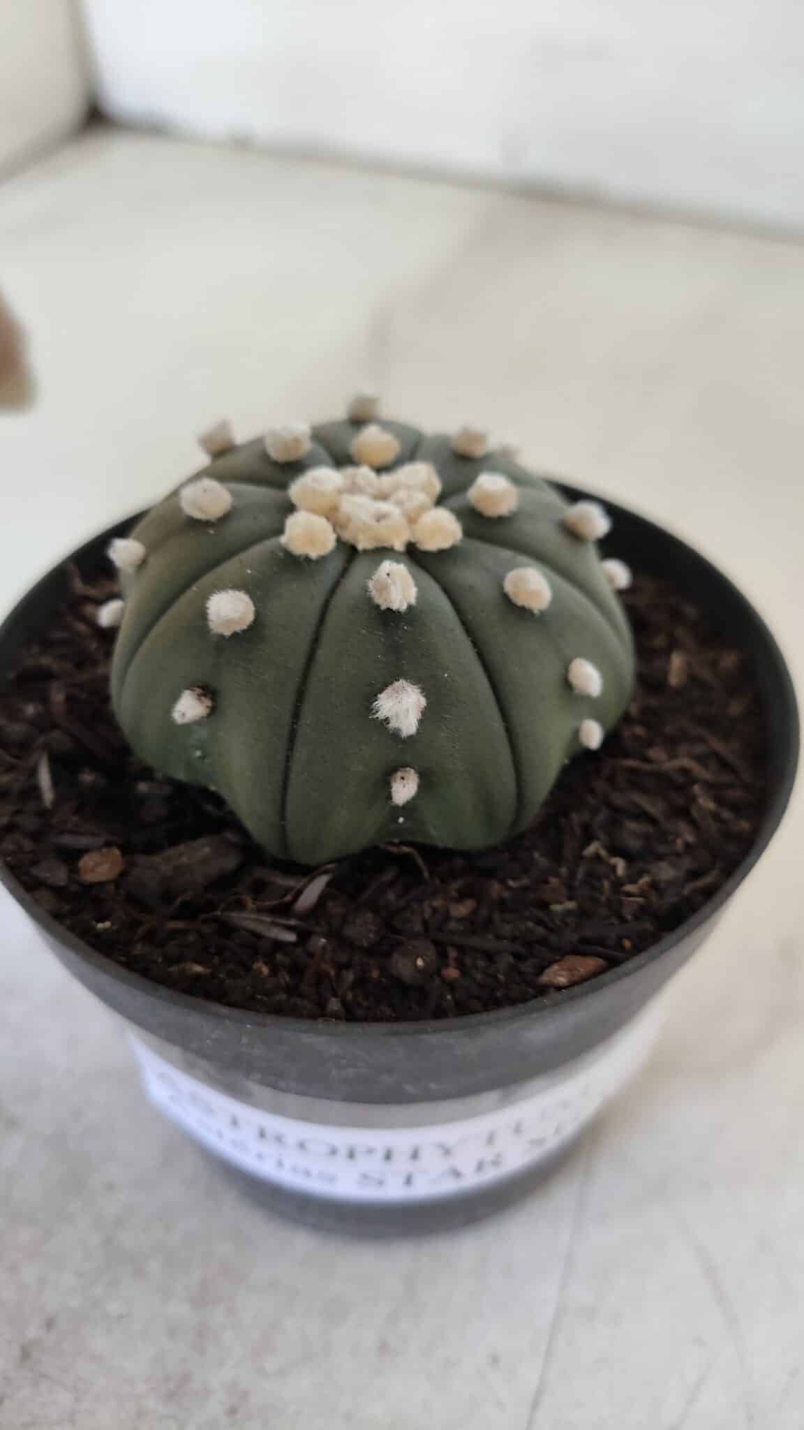 ASTROPHYTUM ASTERIAS STAR SHAPE Nº 390 "NUDUM"  – vaso 09
