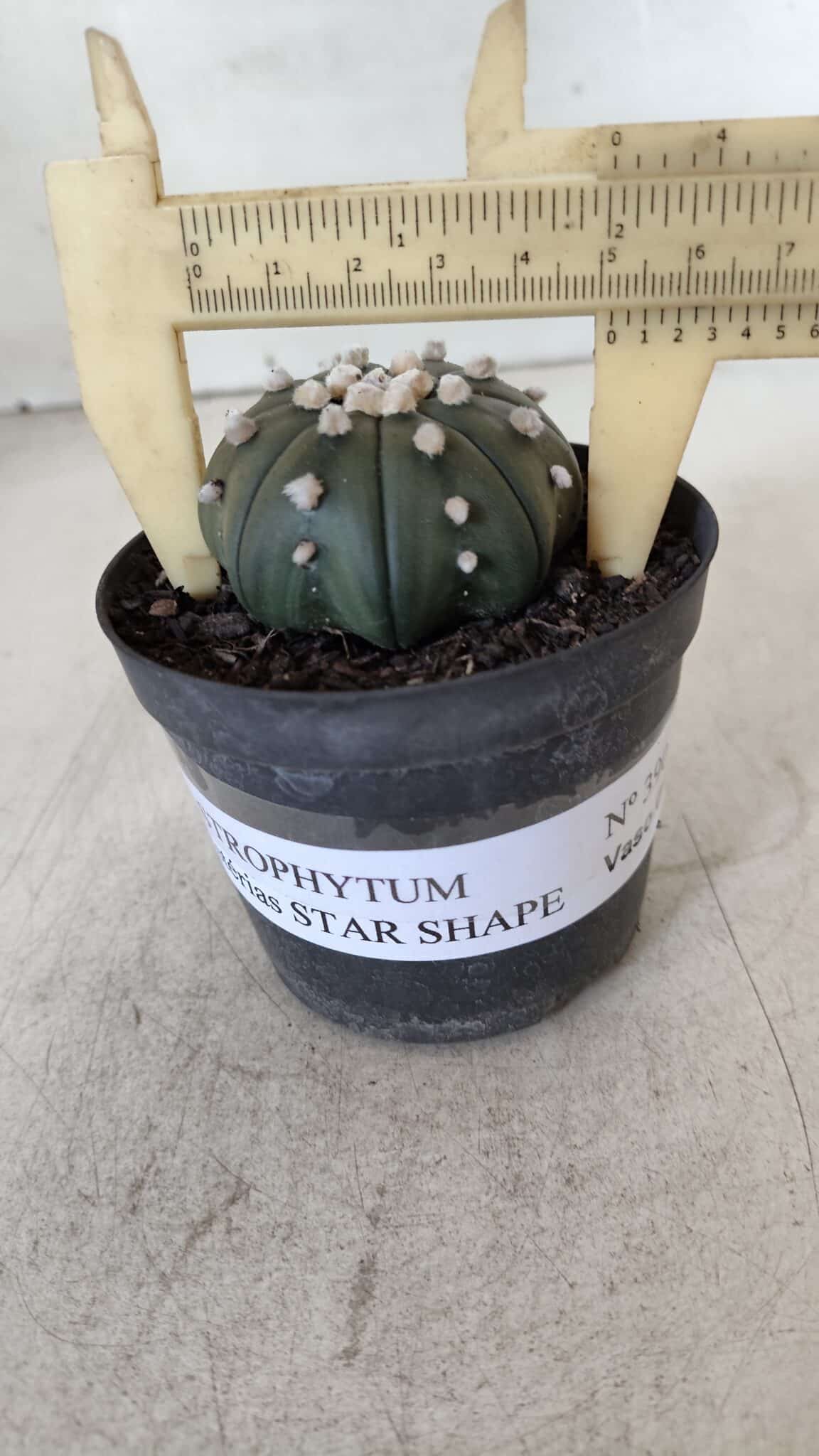 ASTROPHYTUM ASTERIAS STAR SHAPE Nº 390 "NUDUM"  – vaso 09