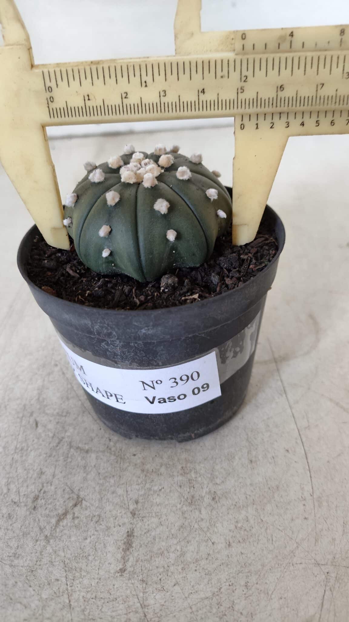 ASTROPHYTUM ASTERIAS STAR SHAPE Nº 390 "NUDUM"  – vaso 09