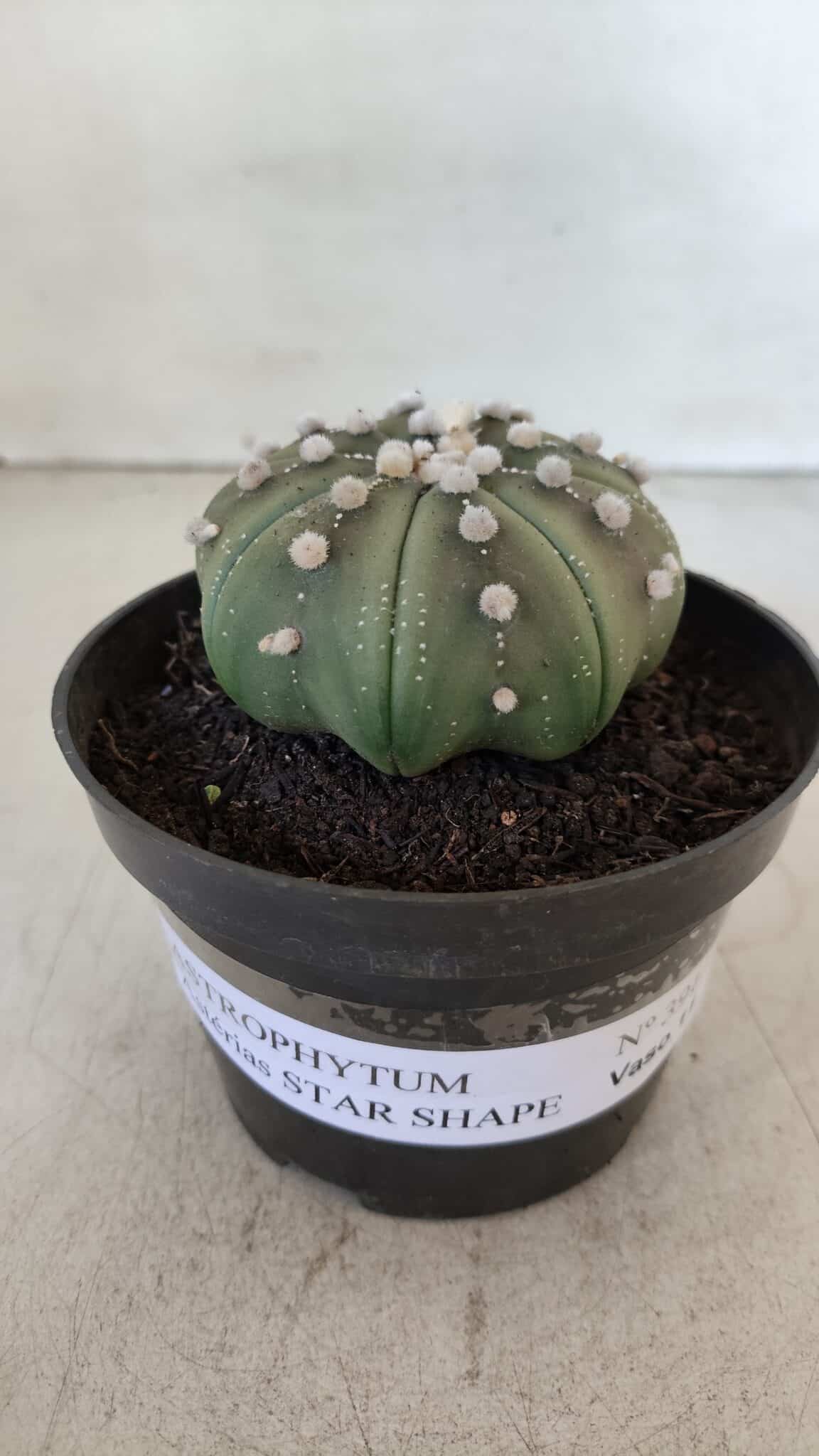 ASTROPHYTUM ASTERIAS STAR SHAPE Nº 391  – vaso 11