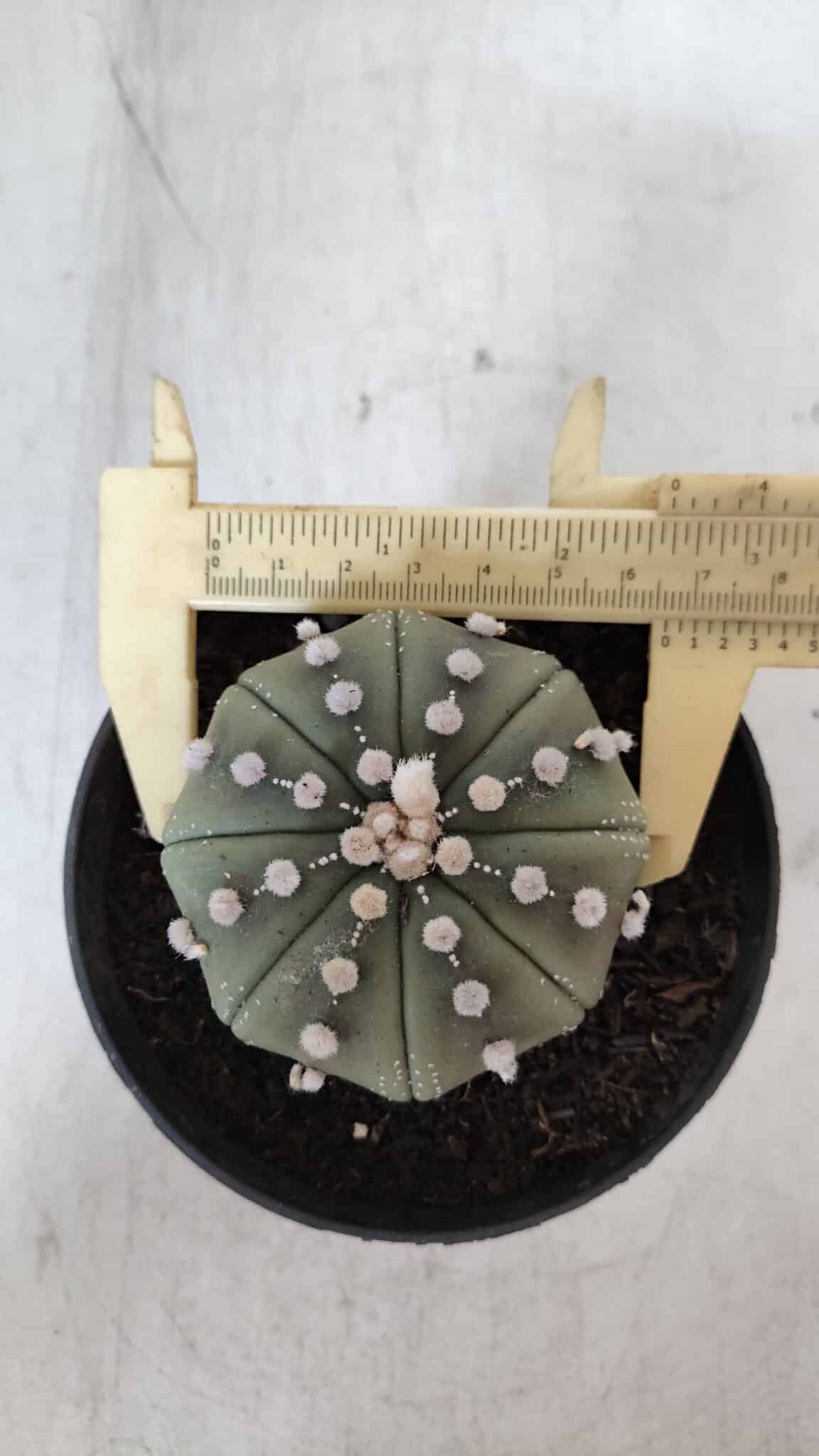 ASTROPHYTUM ASTERIAS STAR SHAPE Nº 391  – vaso 11