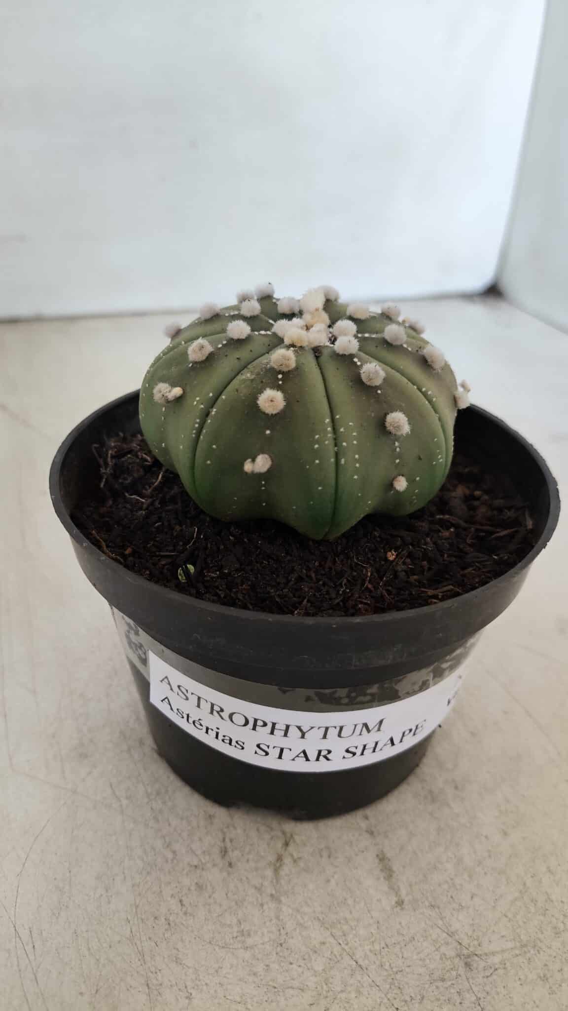 ASTROPHYTUM ASTERIAS STAR SHAPE Nº 391  – vaso 11