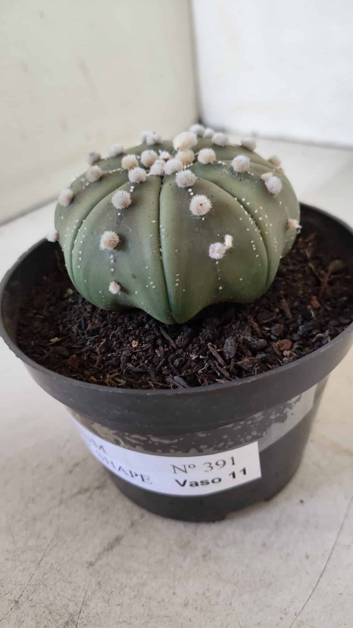 ASTROPHYTUM ASTERIAS STAR SHAPE Nº 391  – vaso 11