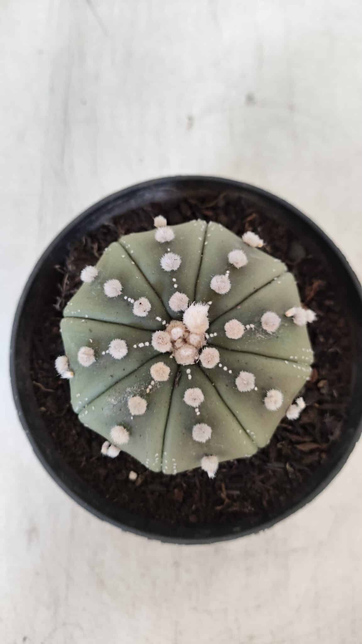 ASTROPHYTUM ASTERIAS STAR SHAPE Nº 391  – vaso 11
