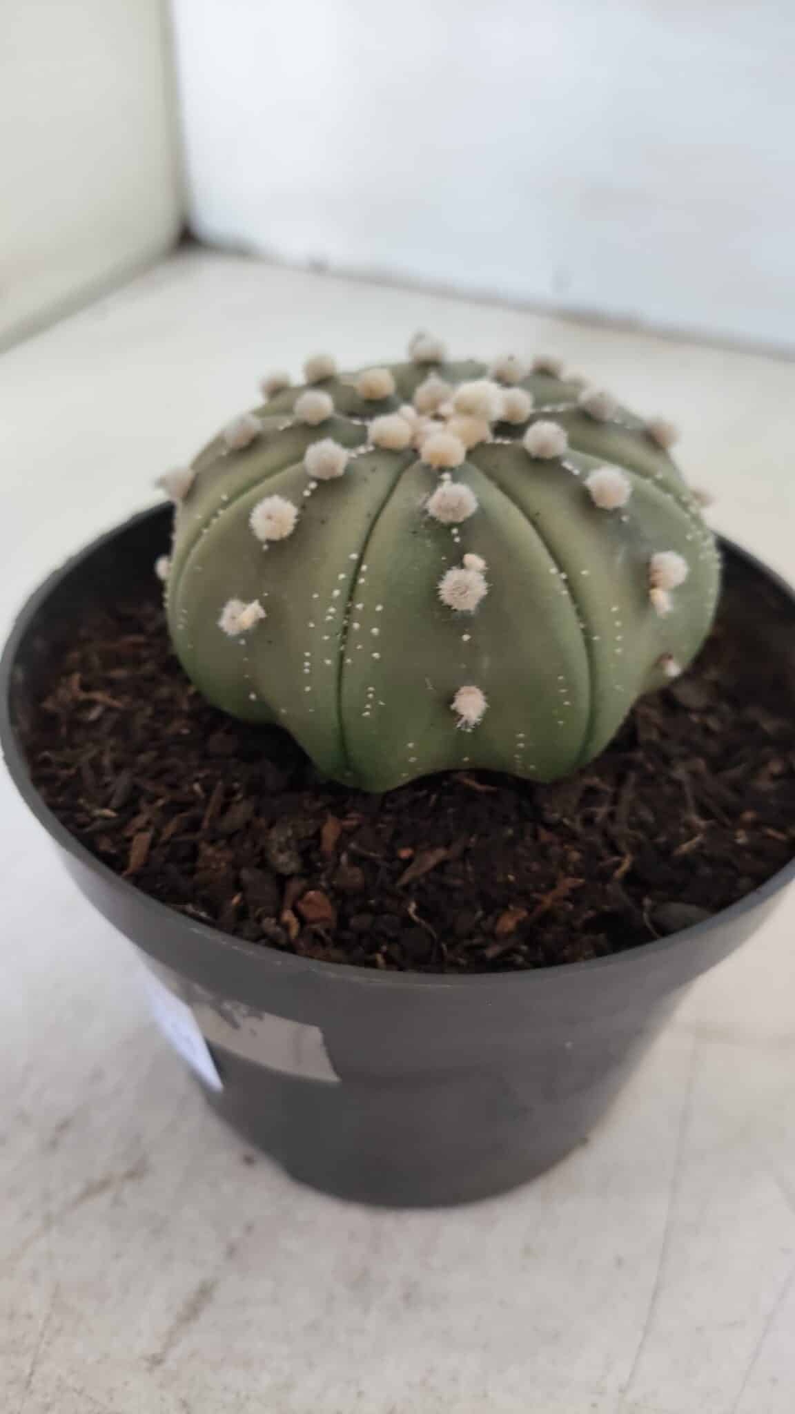 ASTROPHYTUM ASTERIAS STAR SHAPE Nº 391  – vaso 11