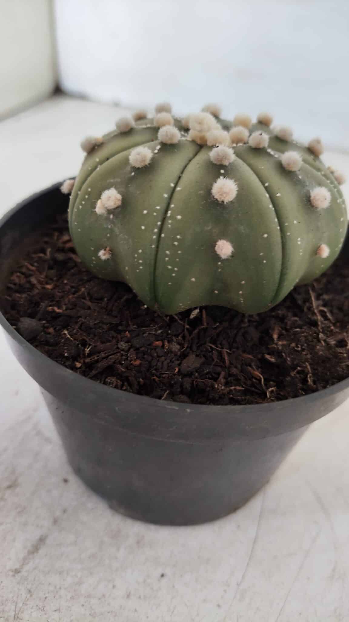 ASTROPHYTUM ASTERIAS STAR SHAPE Nº 391  – vaso 11