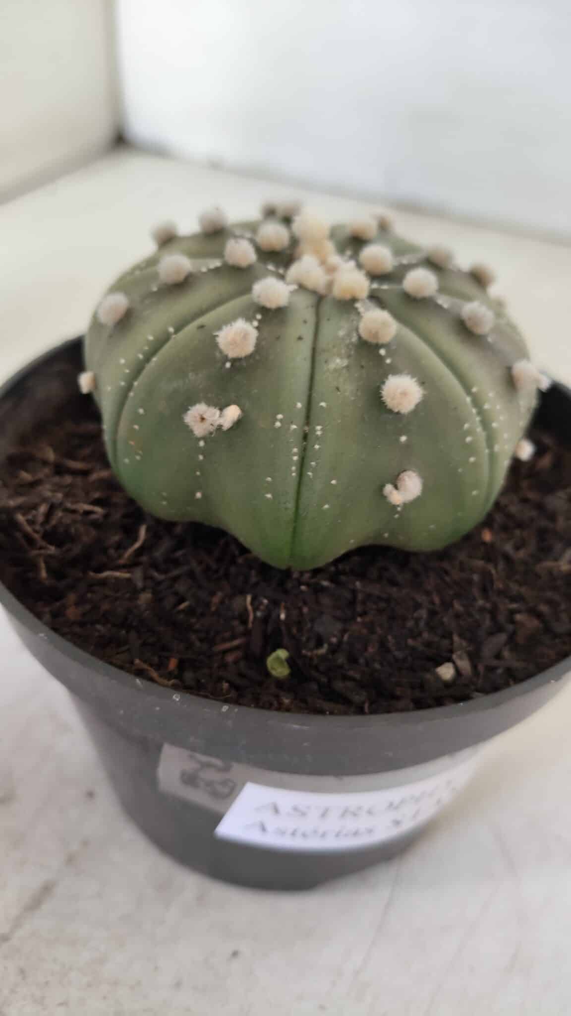 ASTROPHYTUM ASTERIAS STAR SHAPE Nº 391  – vaso 11