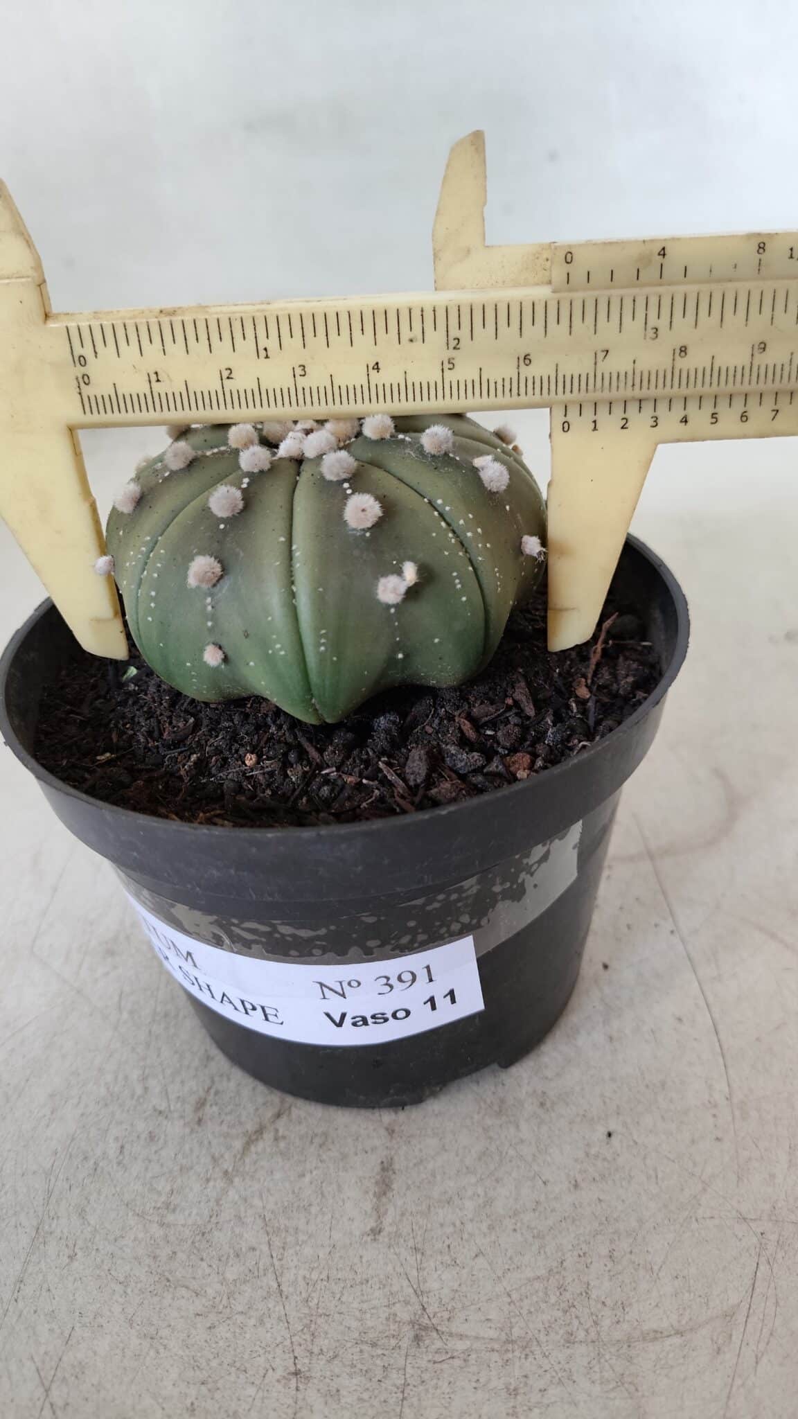 ASTROPHYTUM ASTERIAS STAR SHAPE Nº 391  – vaso 11