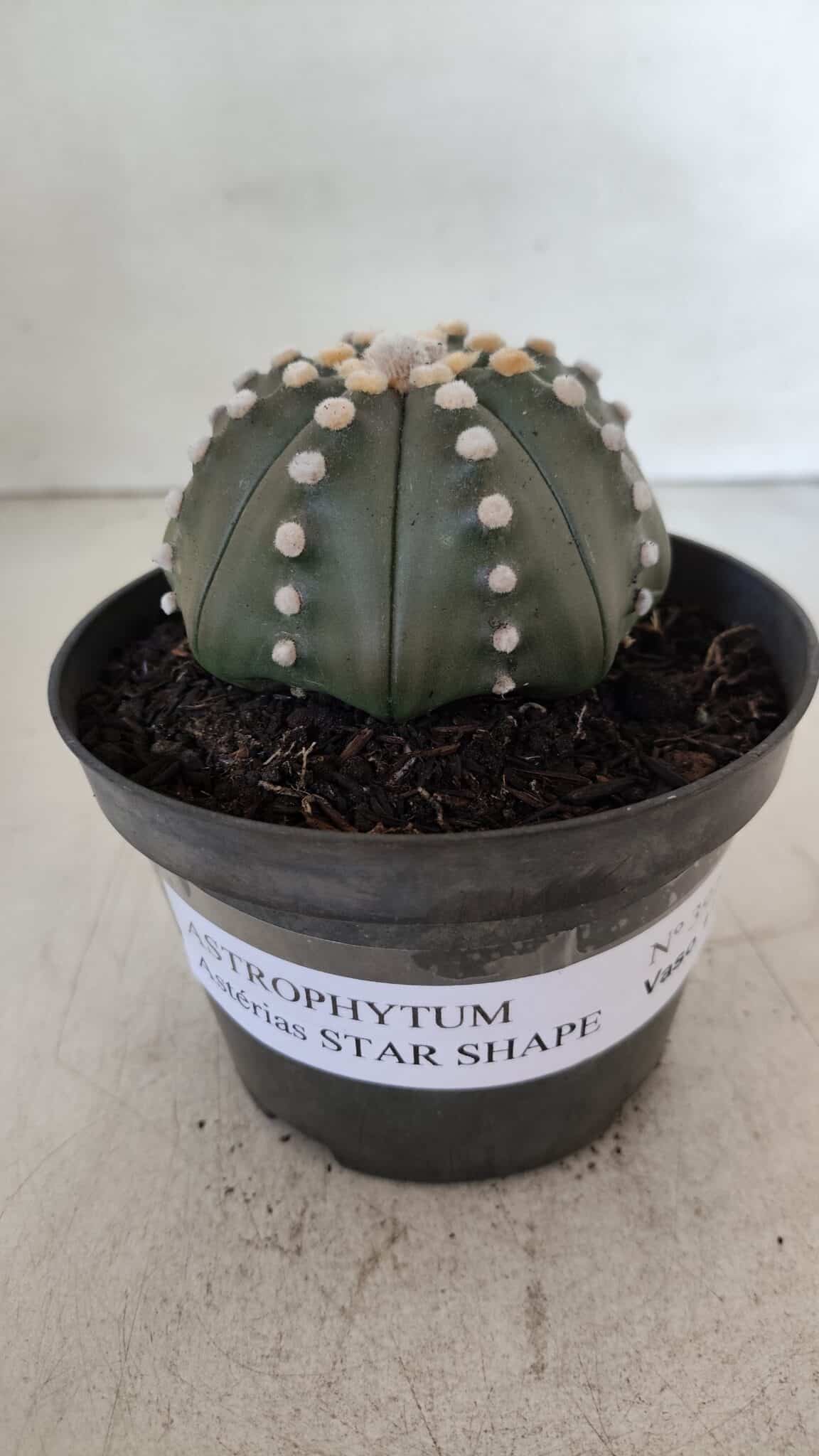 ASTROPHYTUM ASTERIAS STAR SHAPE Nº 392 "NUDUM"  – vaso 11