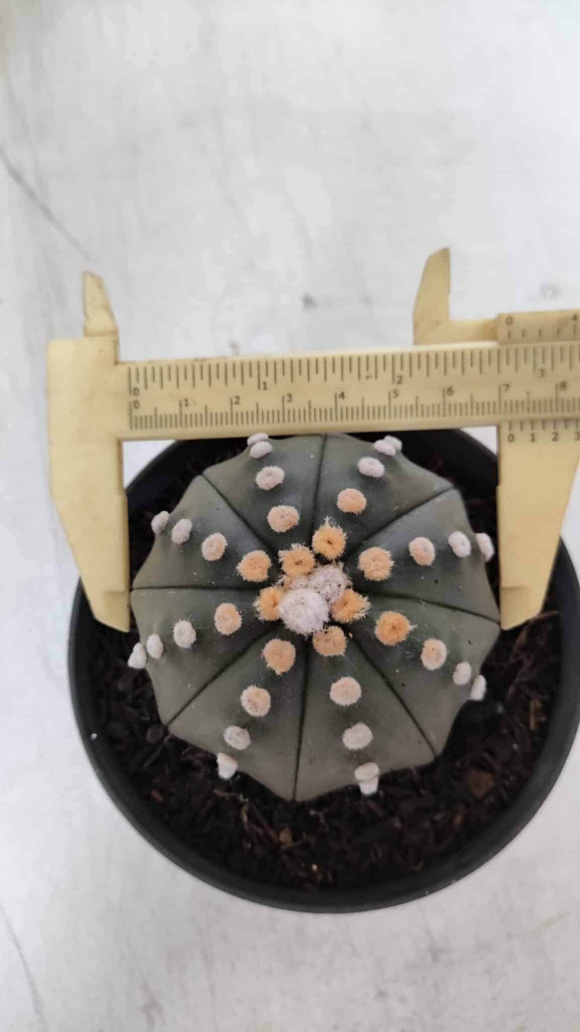 ASTROPHYTUM ASTERIAS STAR SHAPE Nº 392 "NUDUM"  – vaso 11