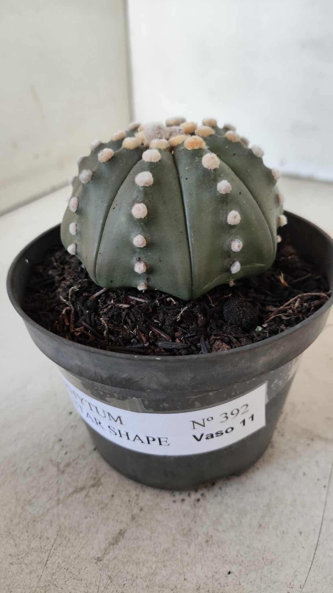 ASTROPHYTUM ASTERIAS STAR SHAPE Nº 392 "NUDUM"  – vaso 11