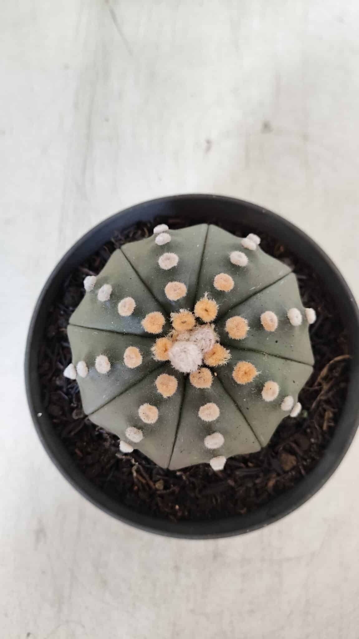 ASTROPHYTUM ASTERIAS STAR SHAPE Nº 392 "NUDUM"  – vaso 11