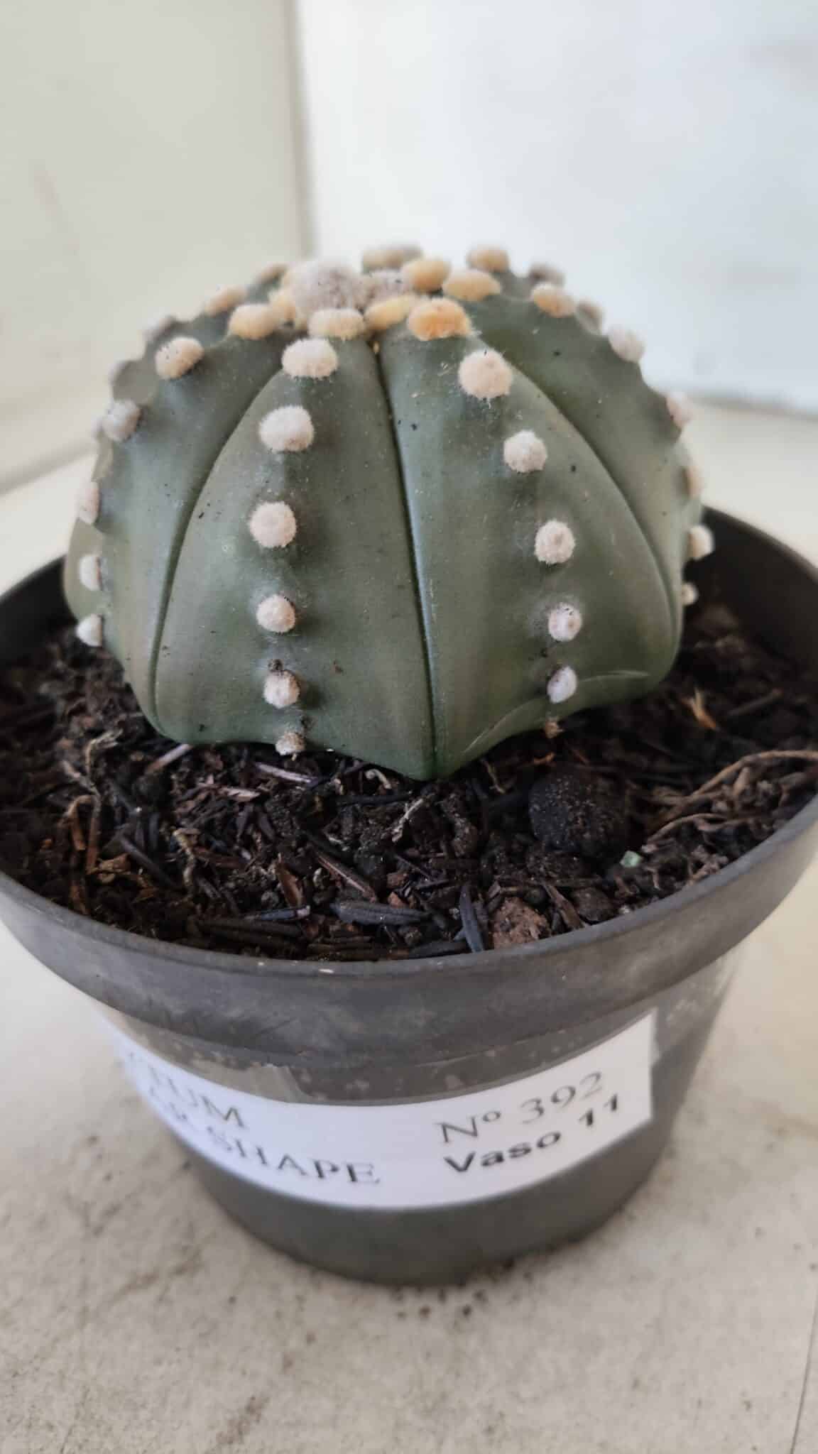 ASTROPHYTUM ASTERIAS STAR SHAPE Nº 392 "NUDUM"  – vaso 11