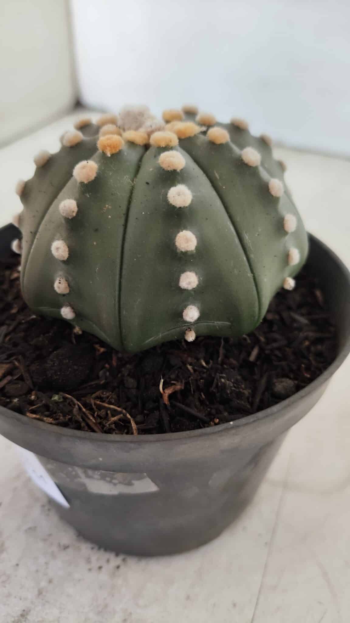 ASTROPHYTUM ASTERIAS STAR SHAPE Nº 392 "NUDUM"  – vaso 11