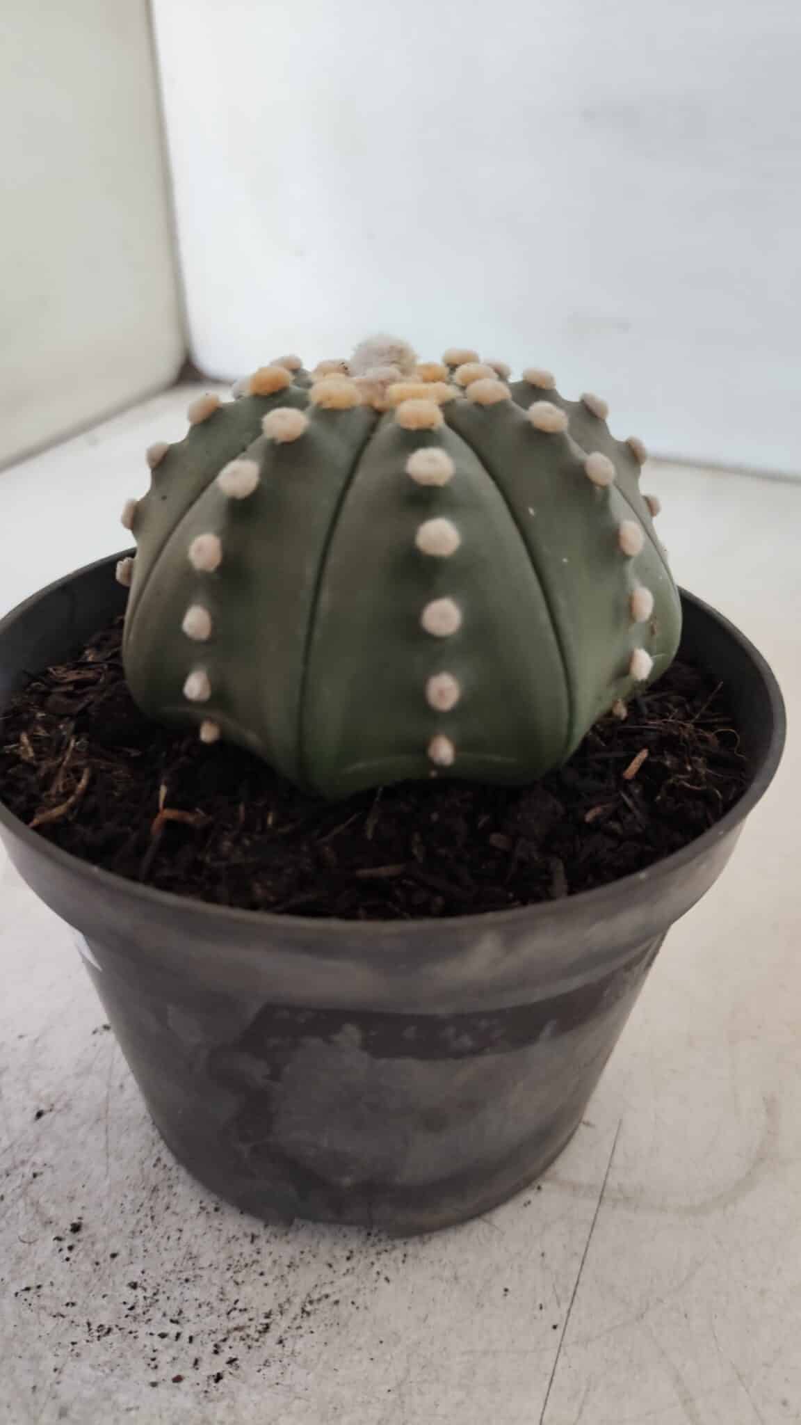 ASTROPHYTUM ASTERIAS STAR SHAPE Nº 392 "NUDUM"  – vaso 11