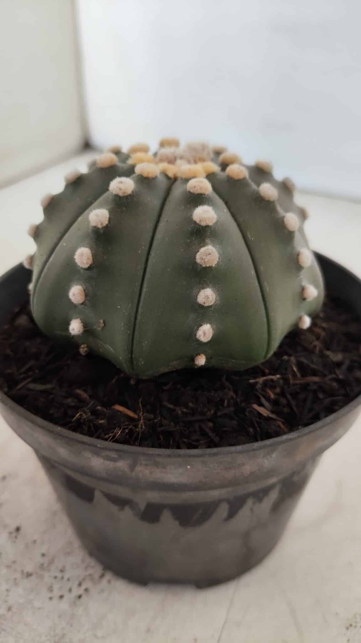 ASTROPHYTUM ASTERIAS STAR SHAPE Nº 392 "NUDUM"  – vaso 11