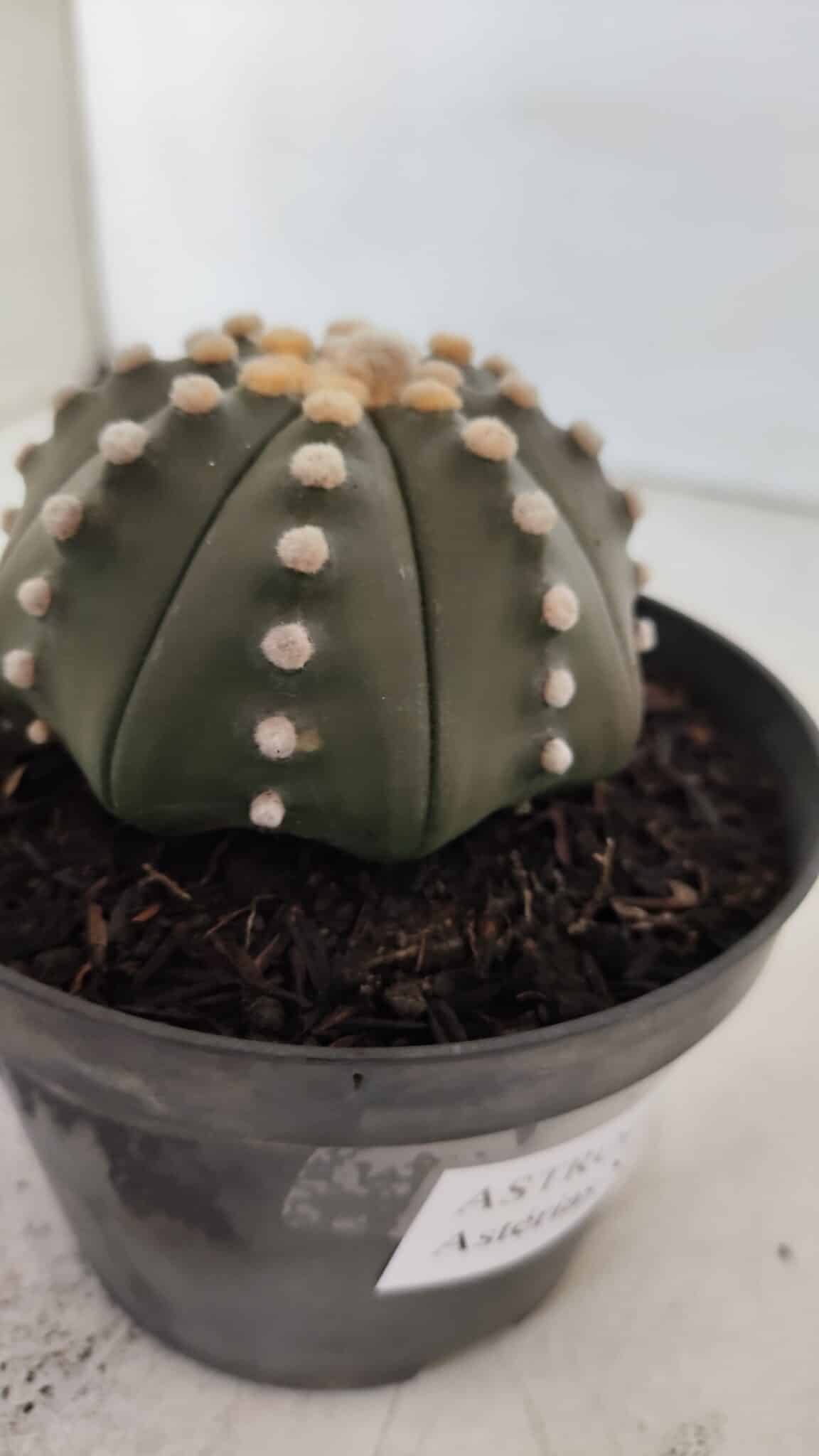 ASTROPHYTUM ASTERIAS STAR SHAPE Nº 392 "NUDUM"  – vaso 11