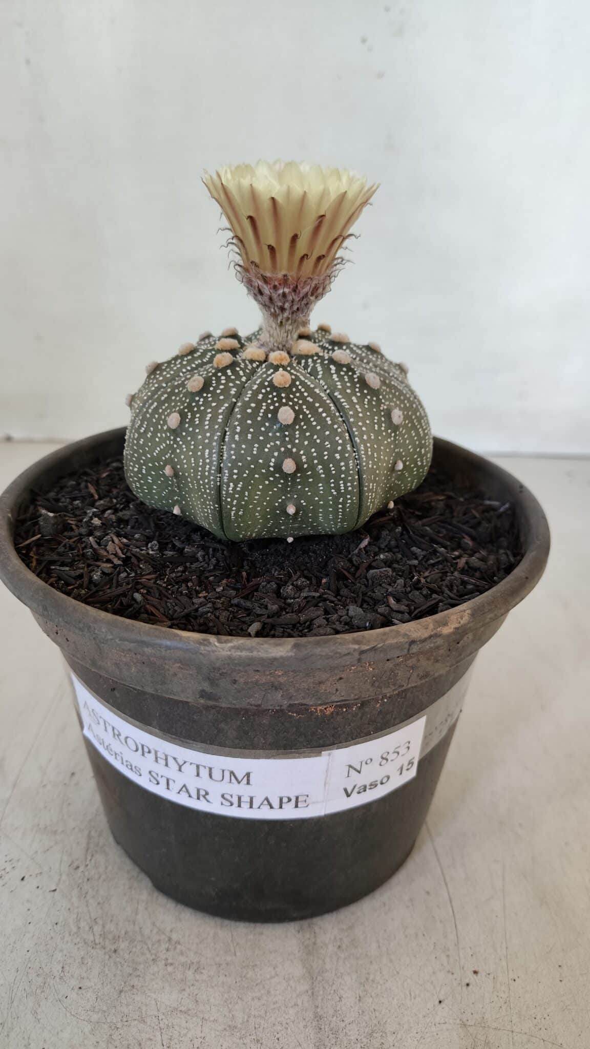 ASTROPHYTUM ASTERIAS STAR SHAPE Nº 853 – vaso 15