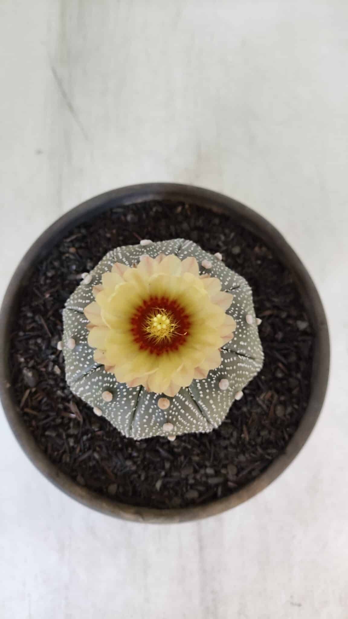 ASTROPHYTUM ASTERIAS STAR SHAPE Nº 853 – vaso 15
