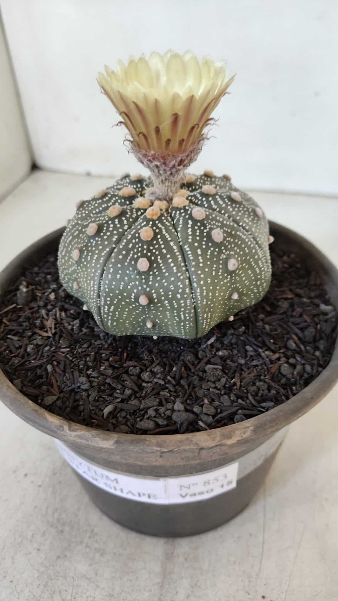 ASTROPHYTUM ASTERIAS STAR SHAPE Nº 853 – vaso 15