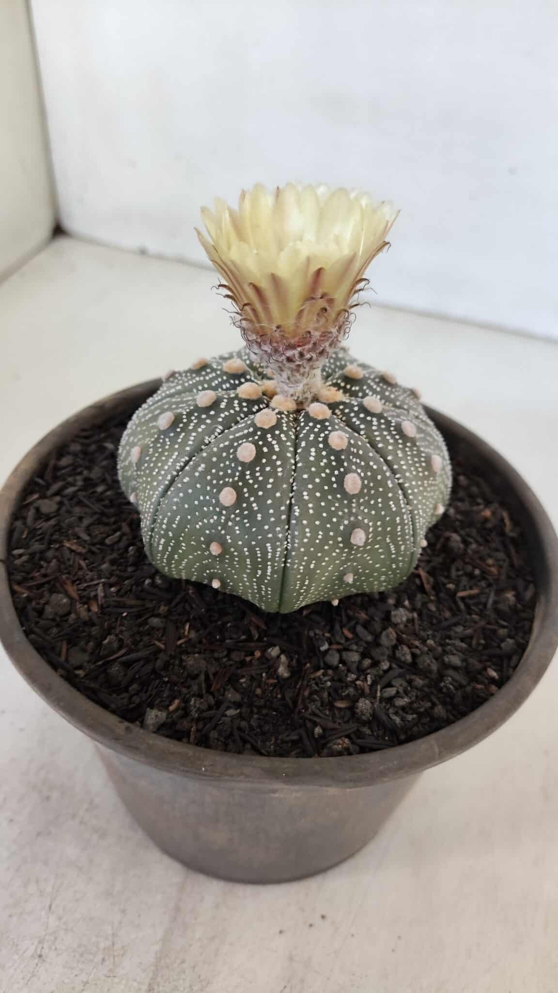 ASTROPHYTUM ASTERIAS STAR SHAPE Nº 853 – vaso 15