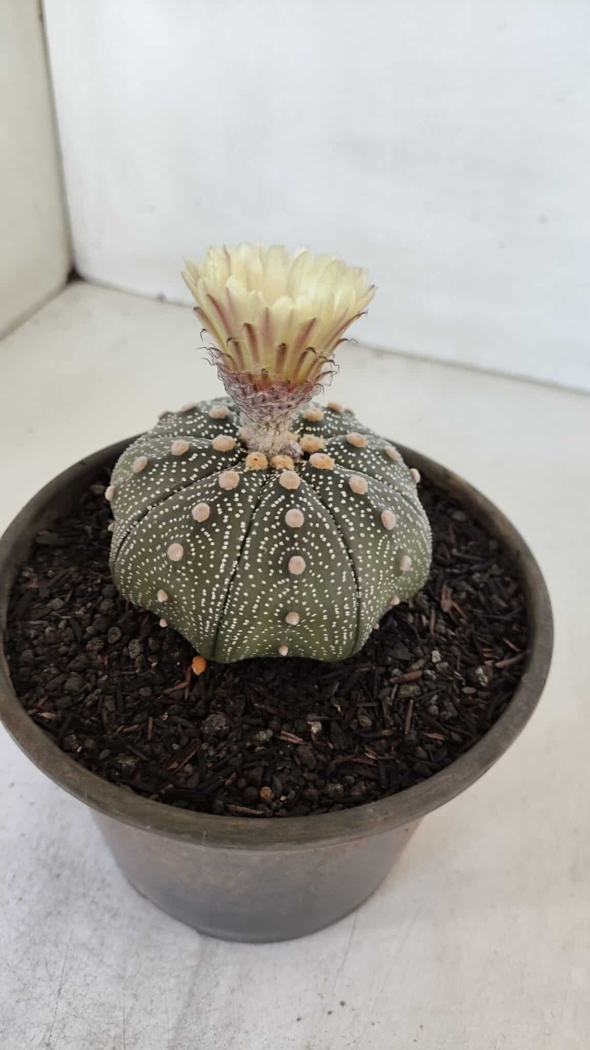 ASTROPHYTUM ASTERIAS STAR SHAPE Nº 853 – vaso 15