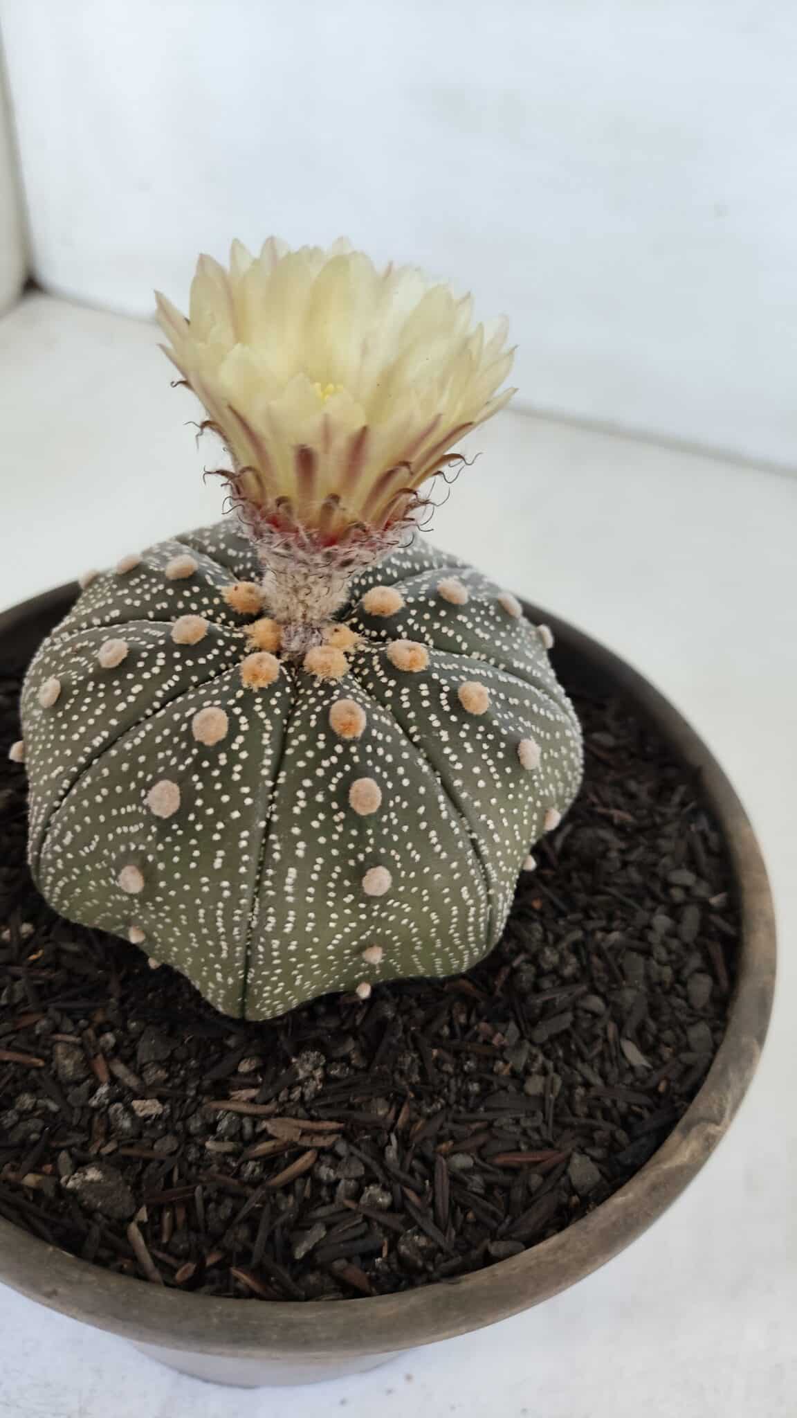 ASTROPHYTUM ASTERIAS STAR SHAPE Nº 853 – vaso 15