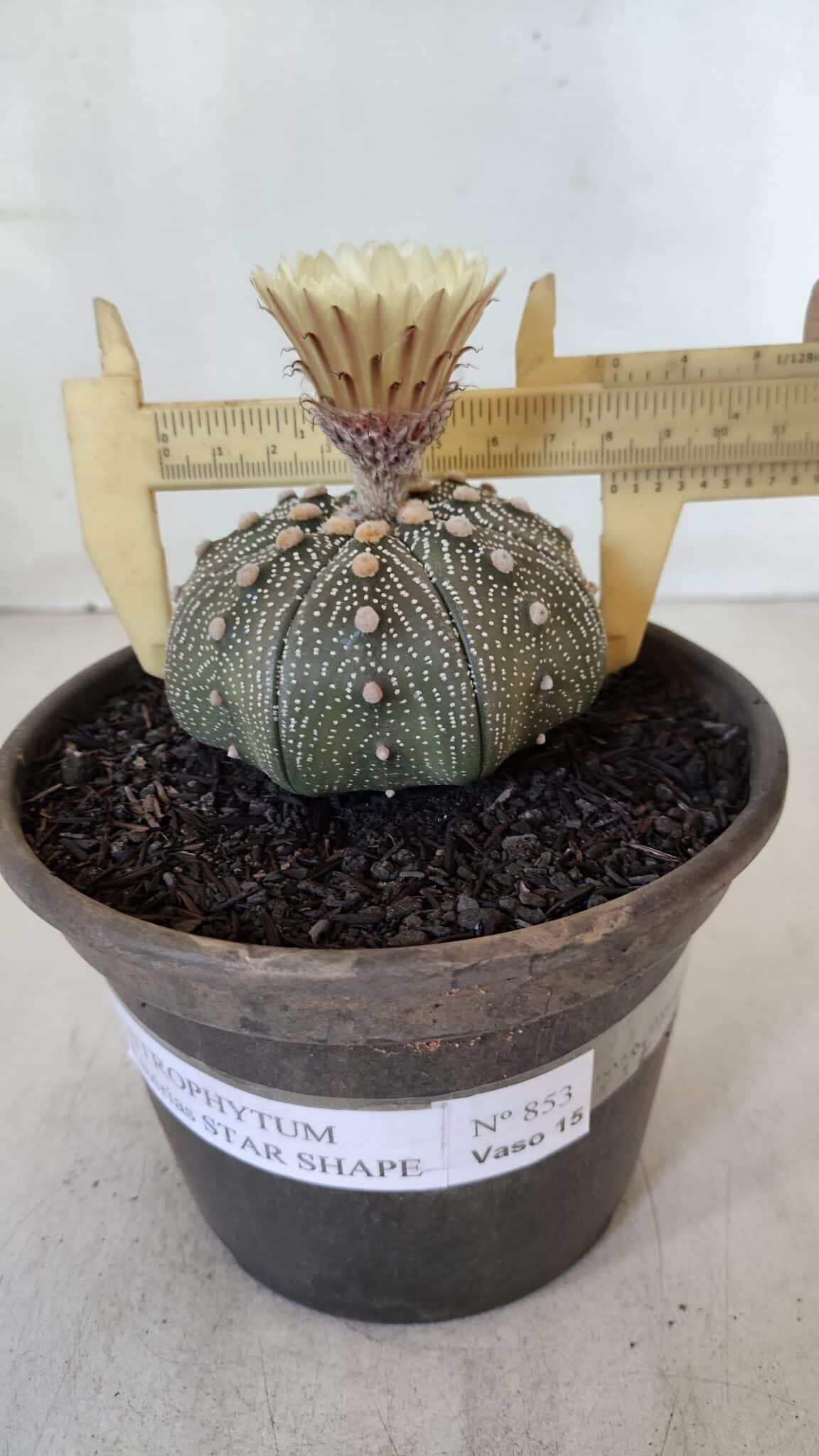 ASTROPHYTUM ASTERIAS STAR SHAPE Nº 853 – vaso 15