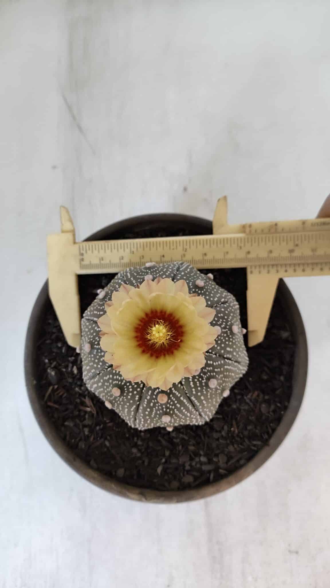 ASTROPHYTUM ASTERIAS STAR SHAPE Nº 853 – vaso 15