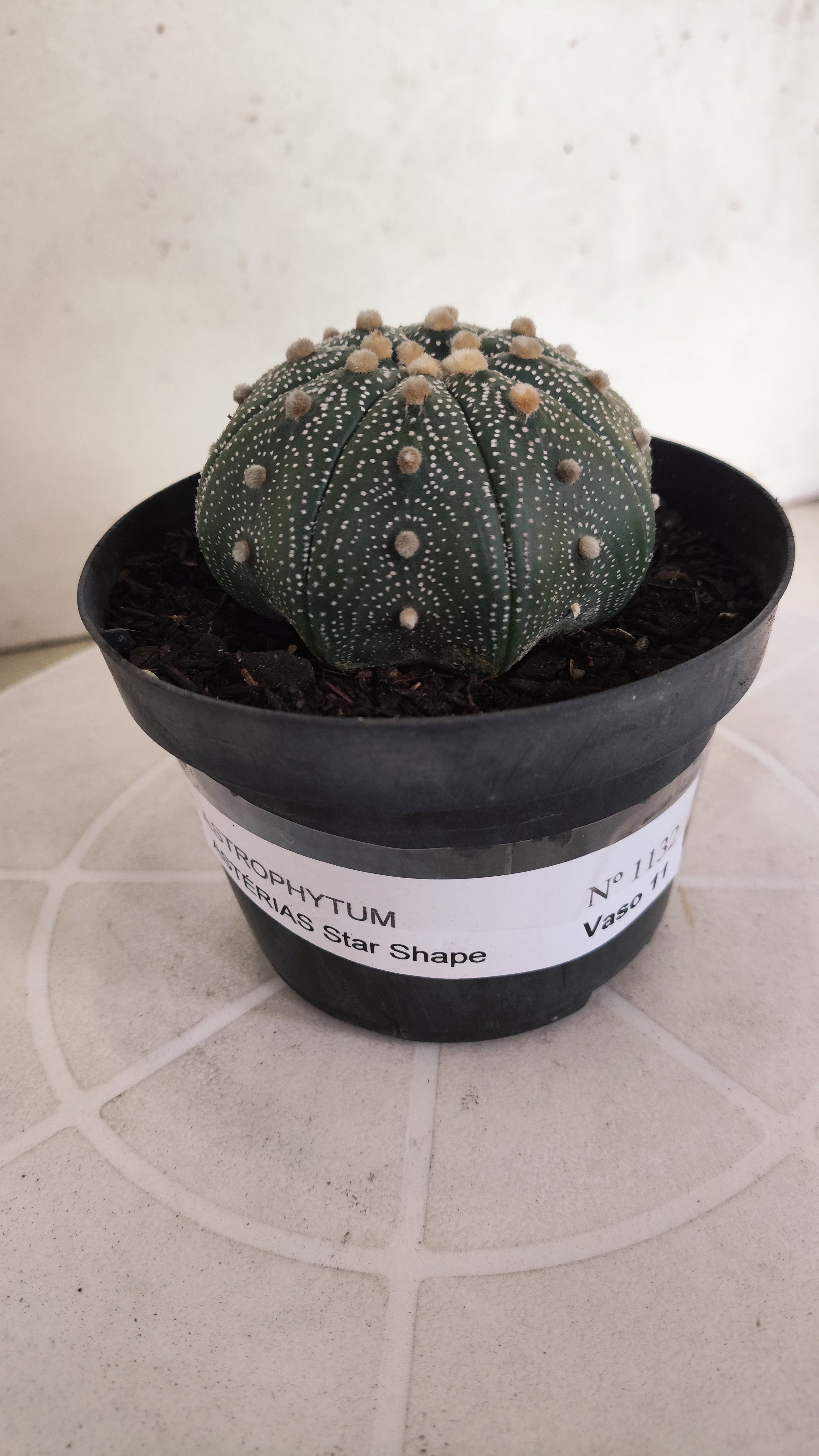 ASTROPHYTUM ASTERIAS STAR SHAPE Nº 1132 – vaso 11