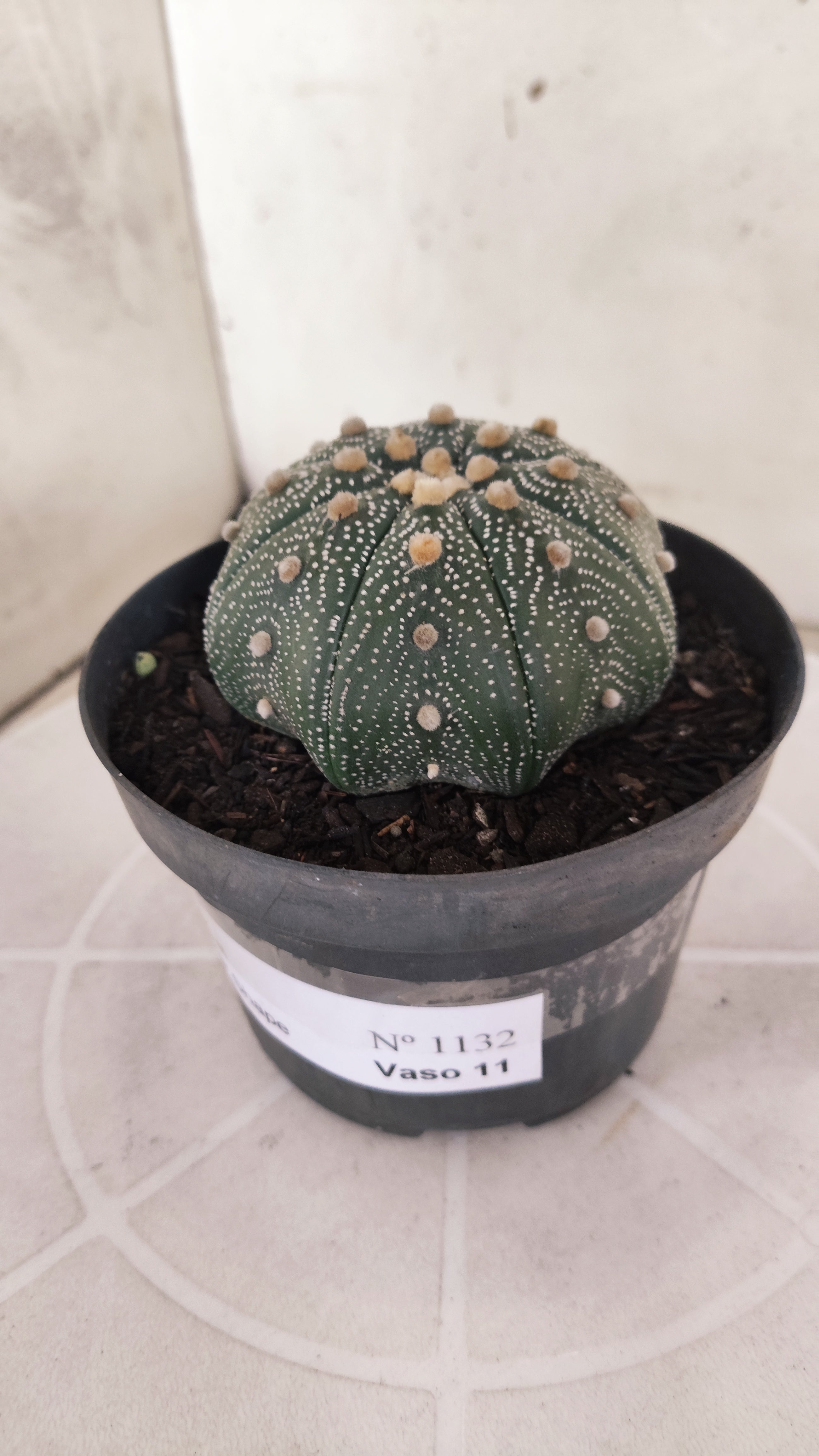 ASTROPHYTUM ASTERIAS STAR SHAPE Nº 1132 – vaso 11