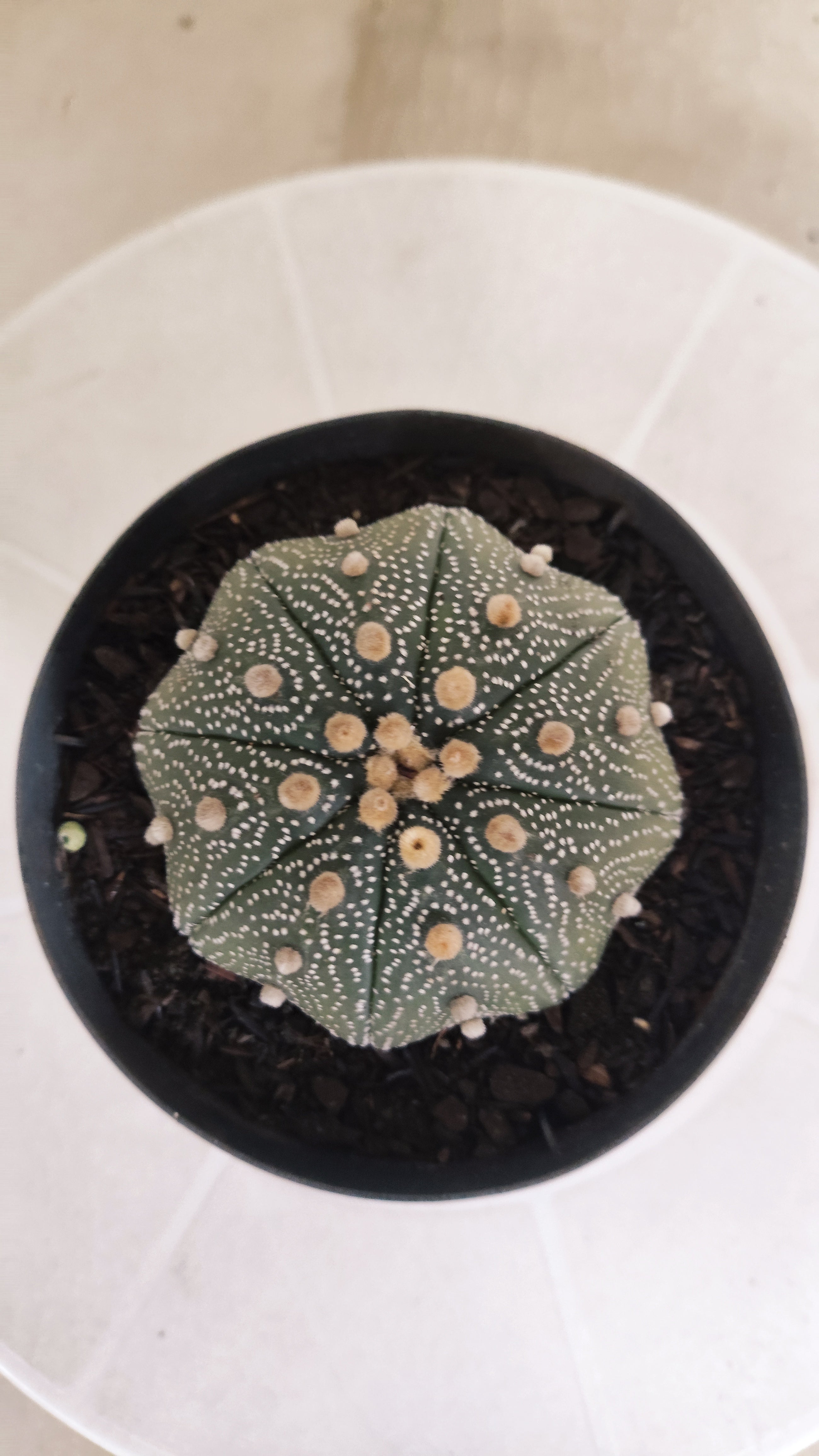 ASTROPHYTUM ASTERIAS STAR SHAPE Nº 1132 – vaso 11