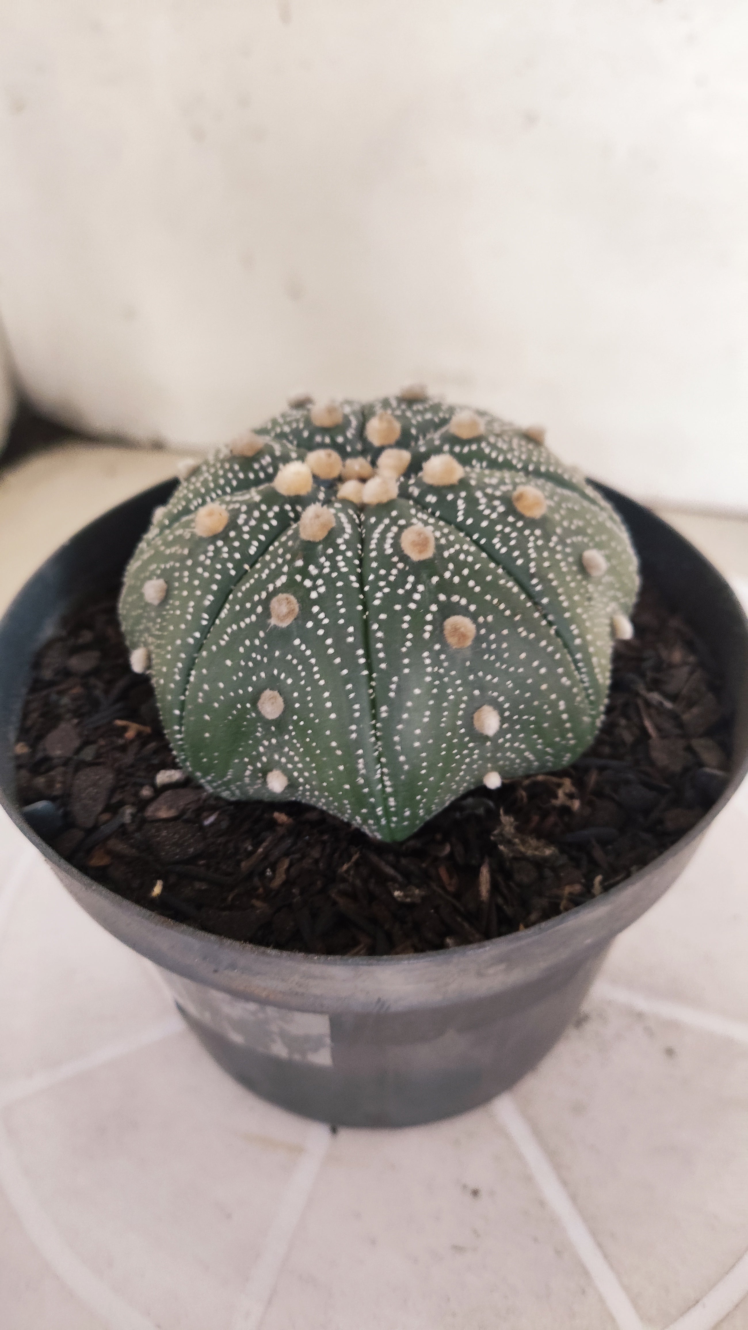 ASTROPHYTUM ASTERIAS STAR SHAPE Nº 1132 – vaso 11