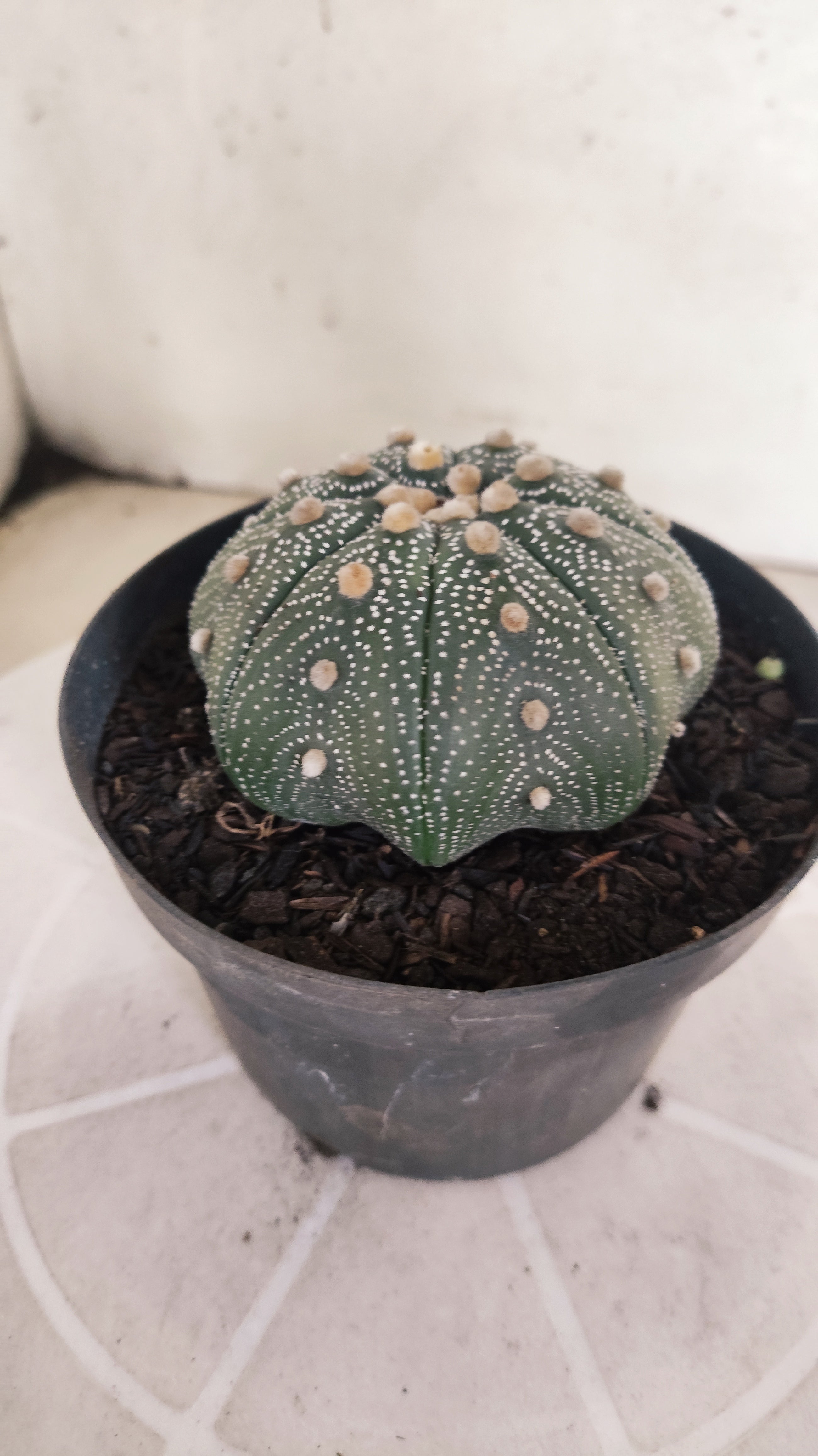 ASTROPHYTUM ASTERIAS STAR SHAPE Nº 1132 – vaso 11