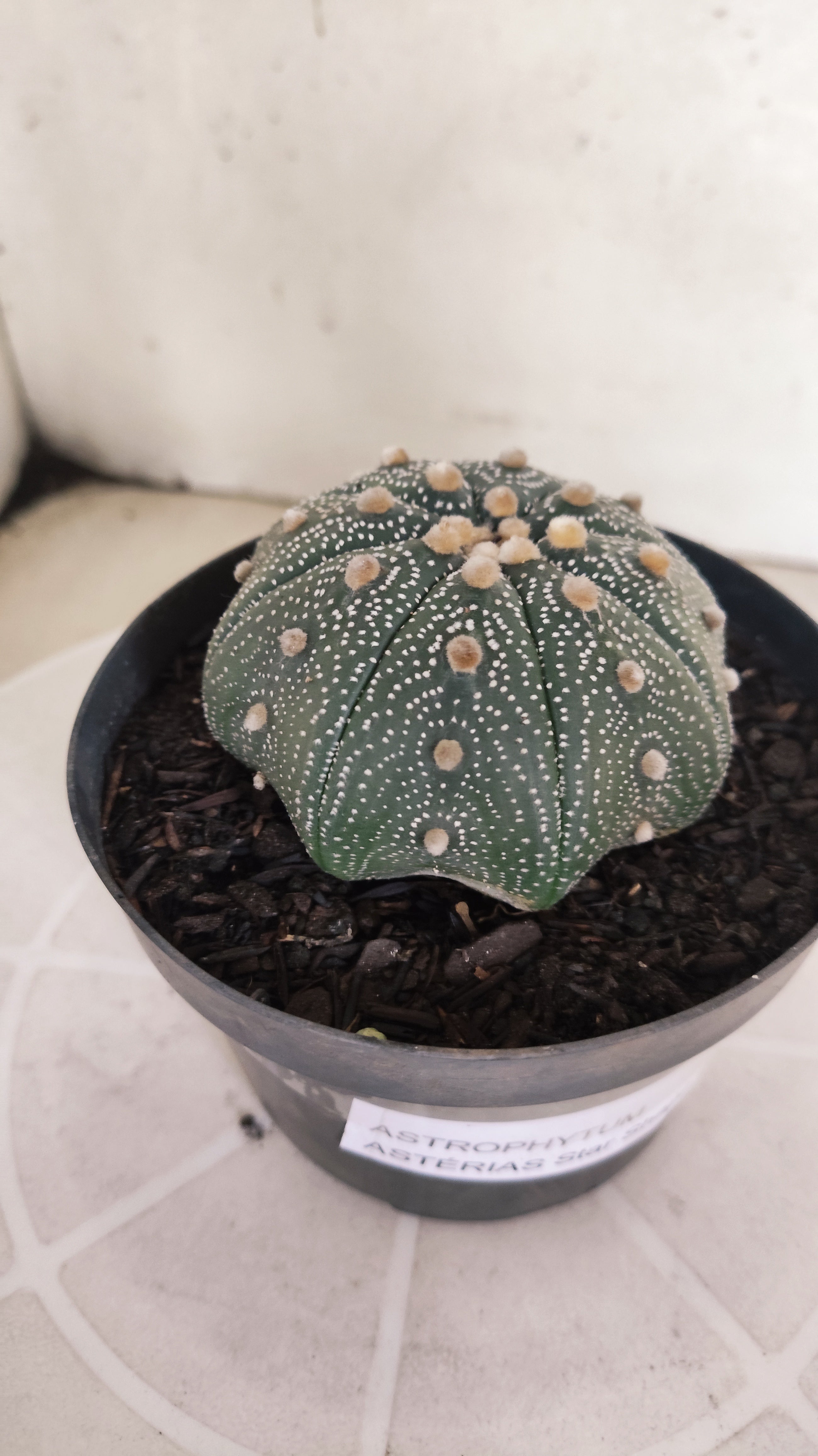ASTROPHYTUM ASTERIAS STAR SHAPE Nº 1132 – vaso 11