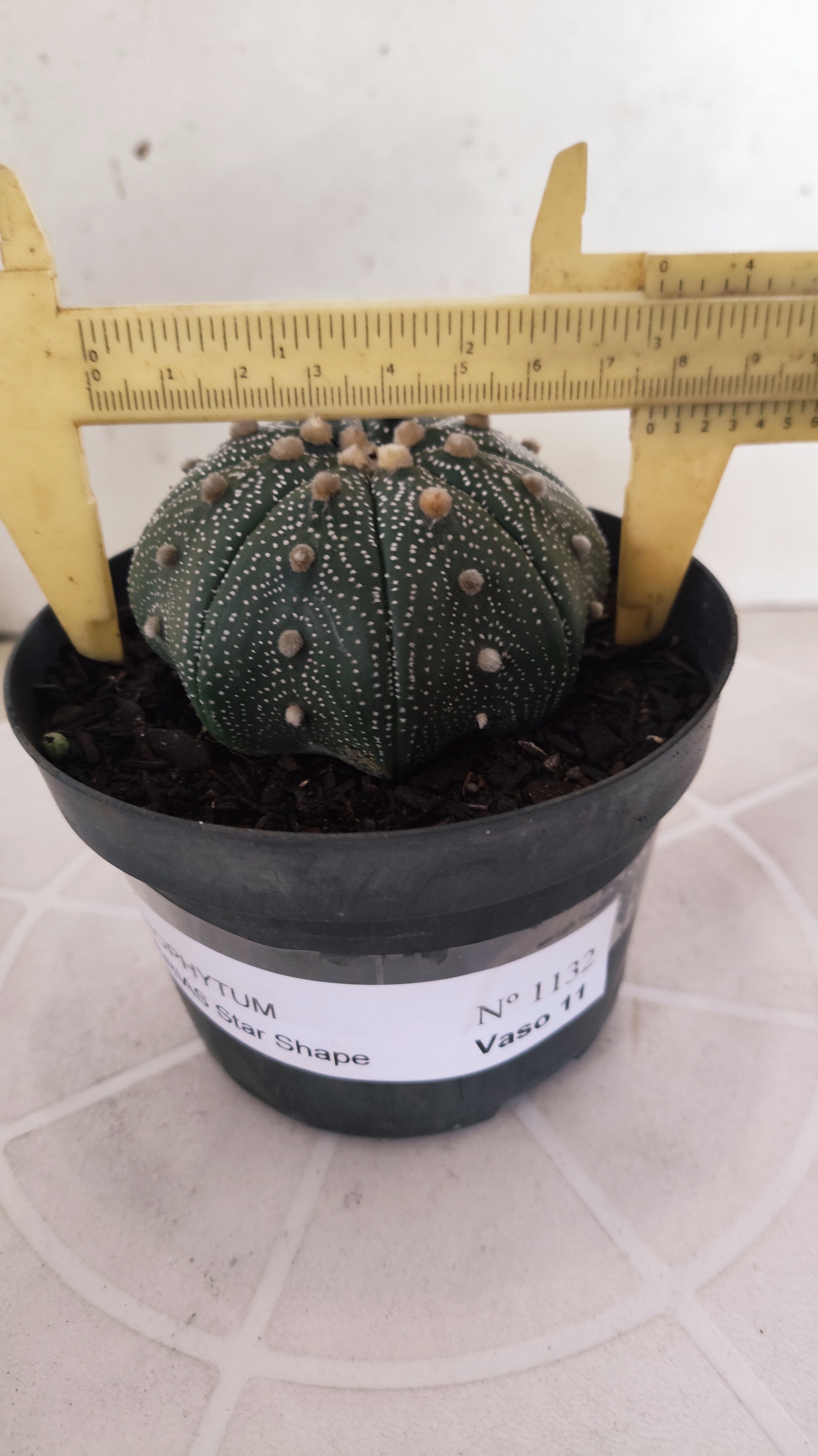 ASTROPHYTUM ASTERIAS STAR SHAPE Nº 1132 – vaso 11