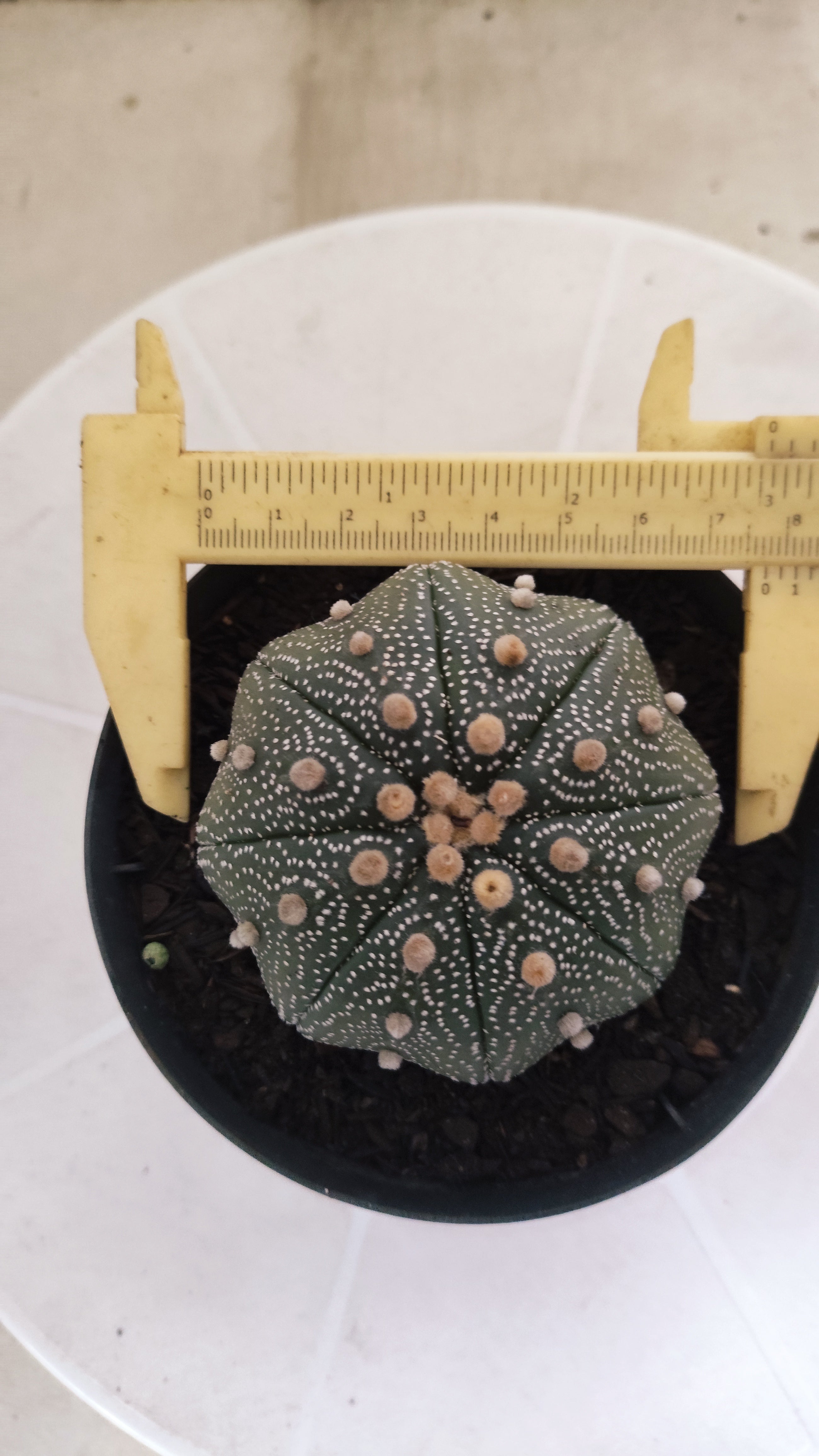 ASTROPHYTUM ASTERIAS STAR SHAPE Nº 1132 – vaso 11