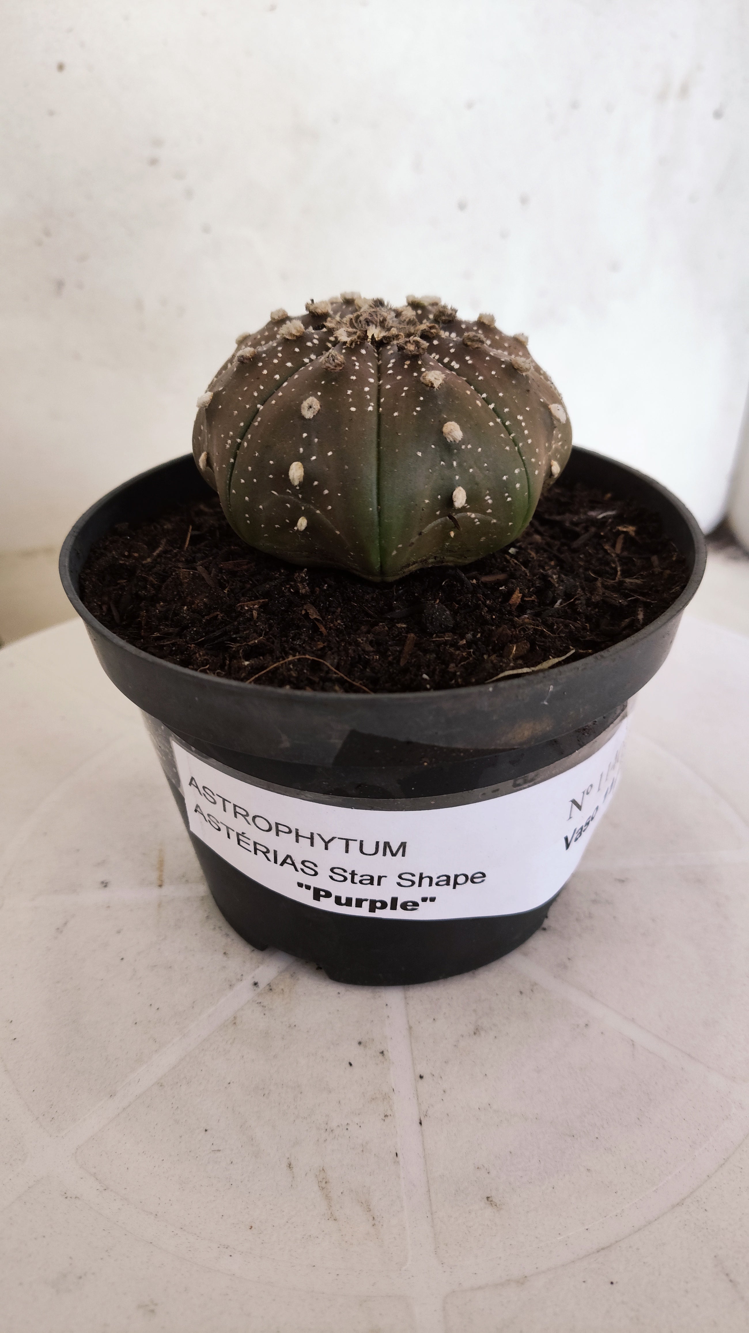 ASTROPHYTUM ASTERIAS "STAR SHAPE - Purple"   Nº 1140 – vaso 11