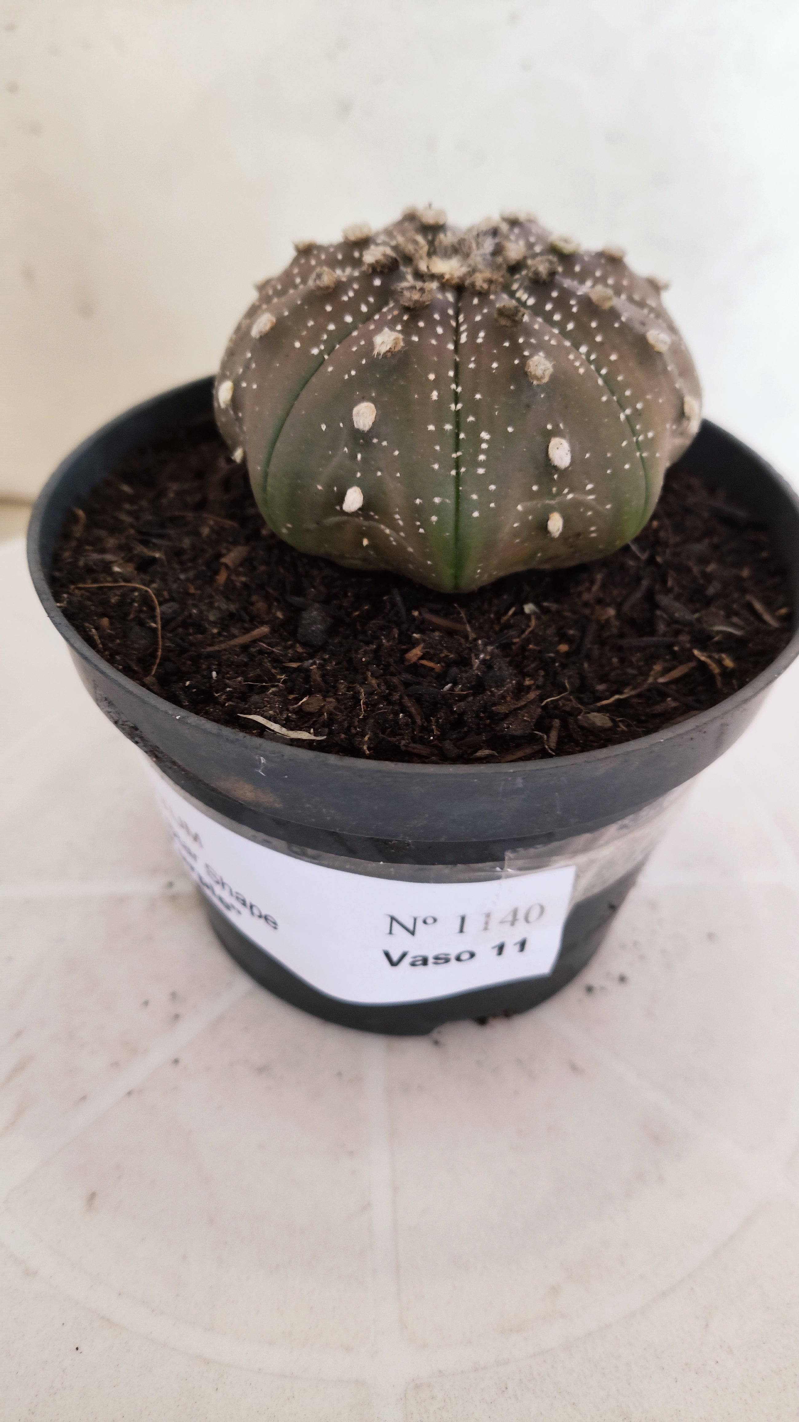 ASTROPHYTUM ASTERIAS "STAR SHAPE - Purple"   Nº 1140 – vaso 11