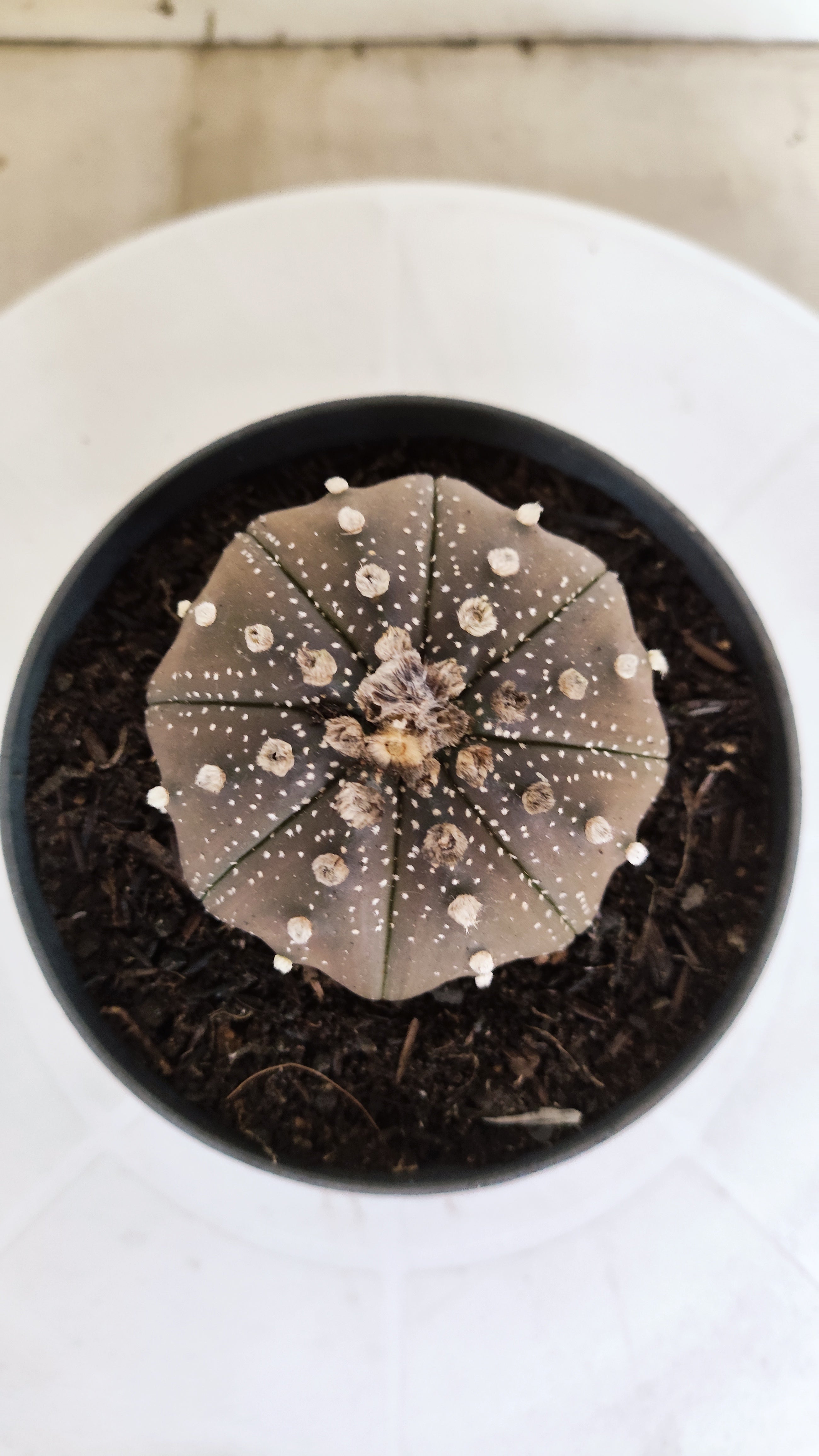 ASTROPHYTUM ASTERIAS "STAR SHAPE - Purple"   Nº 1140 – vaso 11