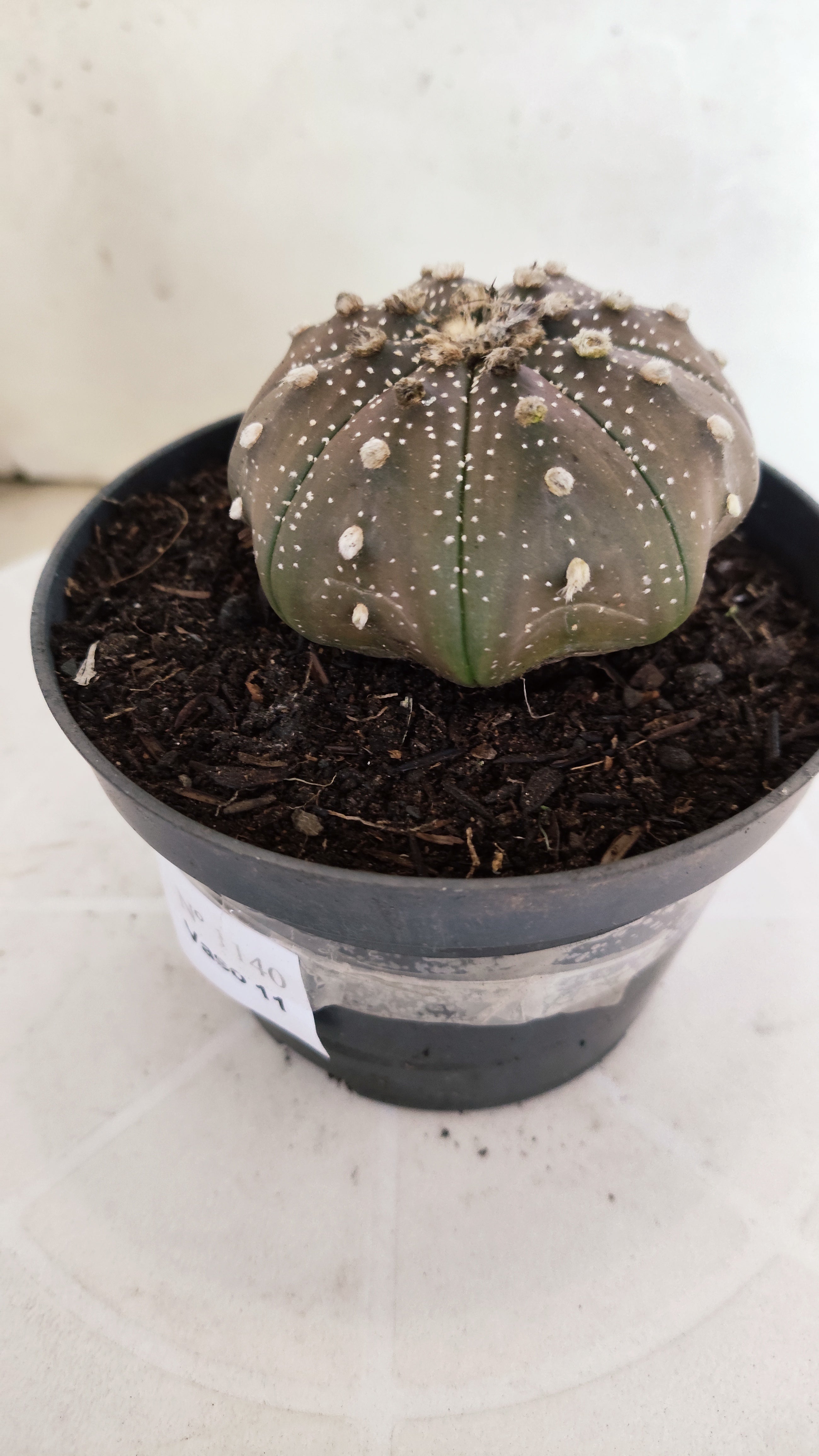 ASTROPHYTUM ASTERIAS "STAR SHAPE - Purple"   Nº 1140 – vaso 11