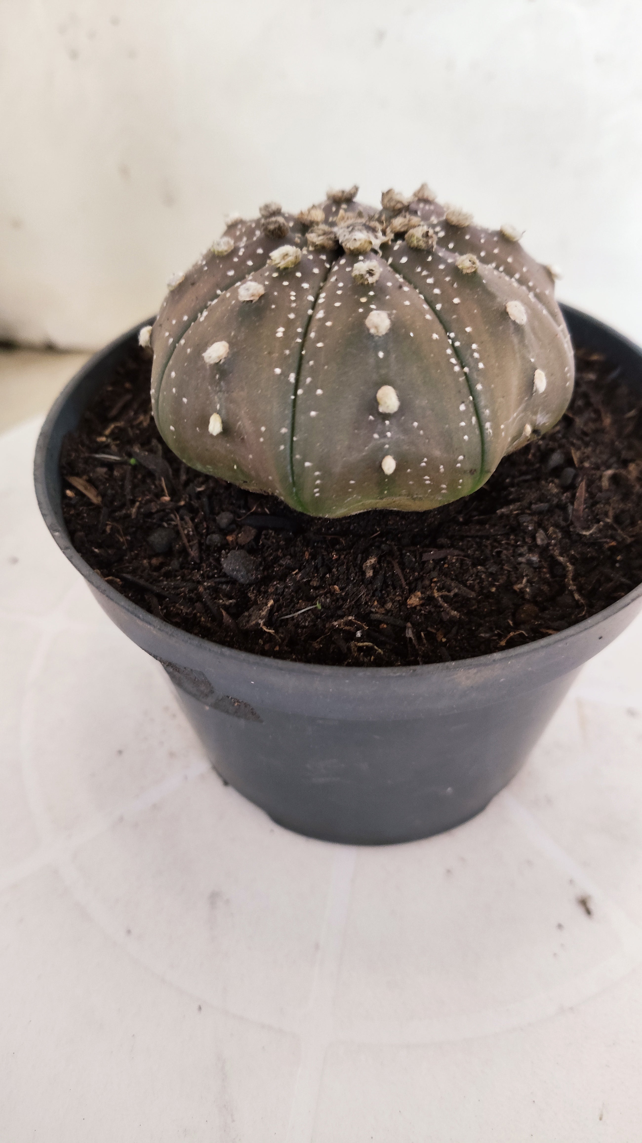 ASTROPHYTUM ASTERIAS "STAR SHAPE - Purple"   Nº 1140 – vaso 11